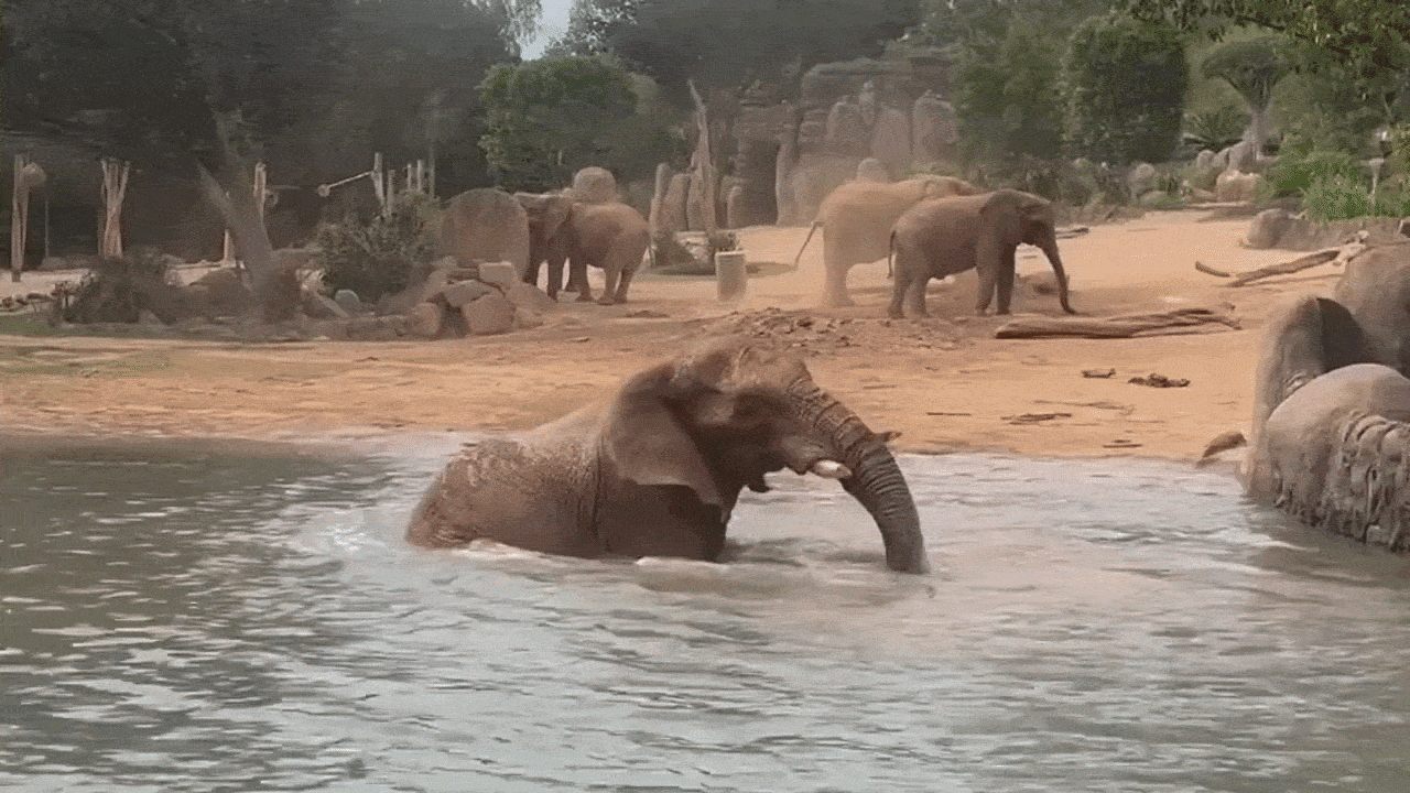 Group of elephants at a sandy riverbank; one large elephant in the water lifts its trunk, while others roam the shore among rocks and trees.