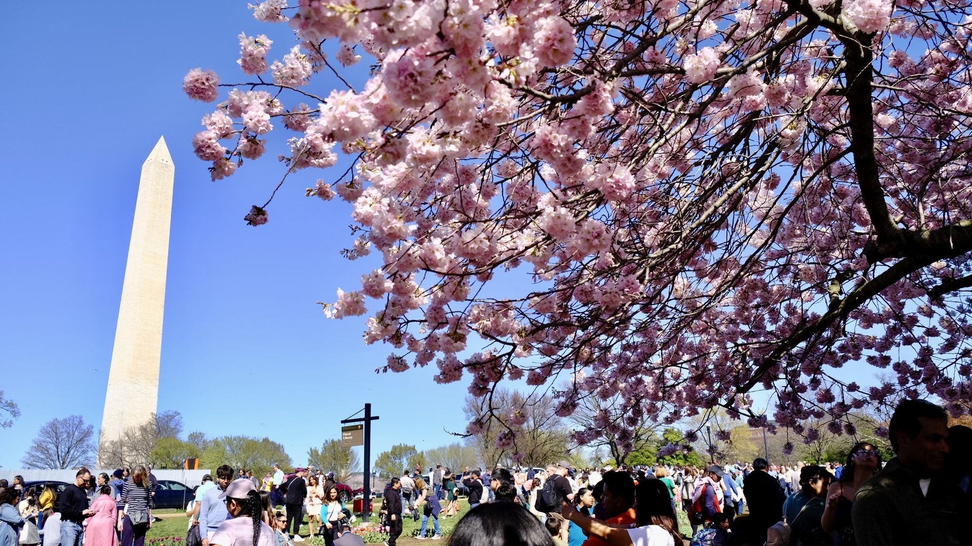 Cherry blossoms by the washington monument 