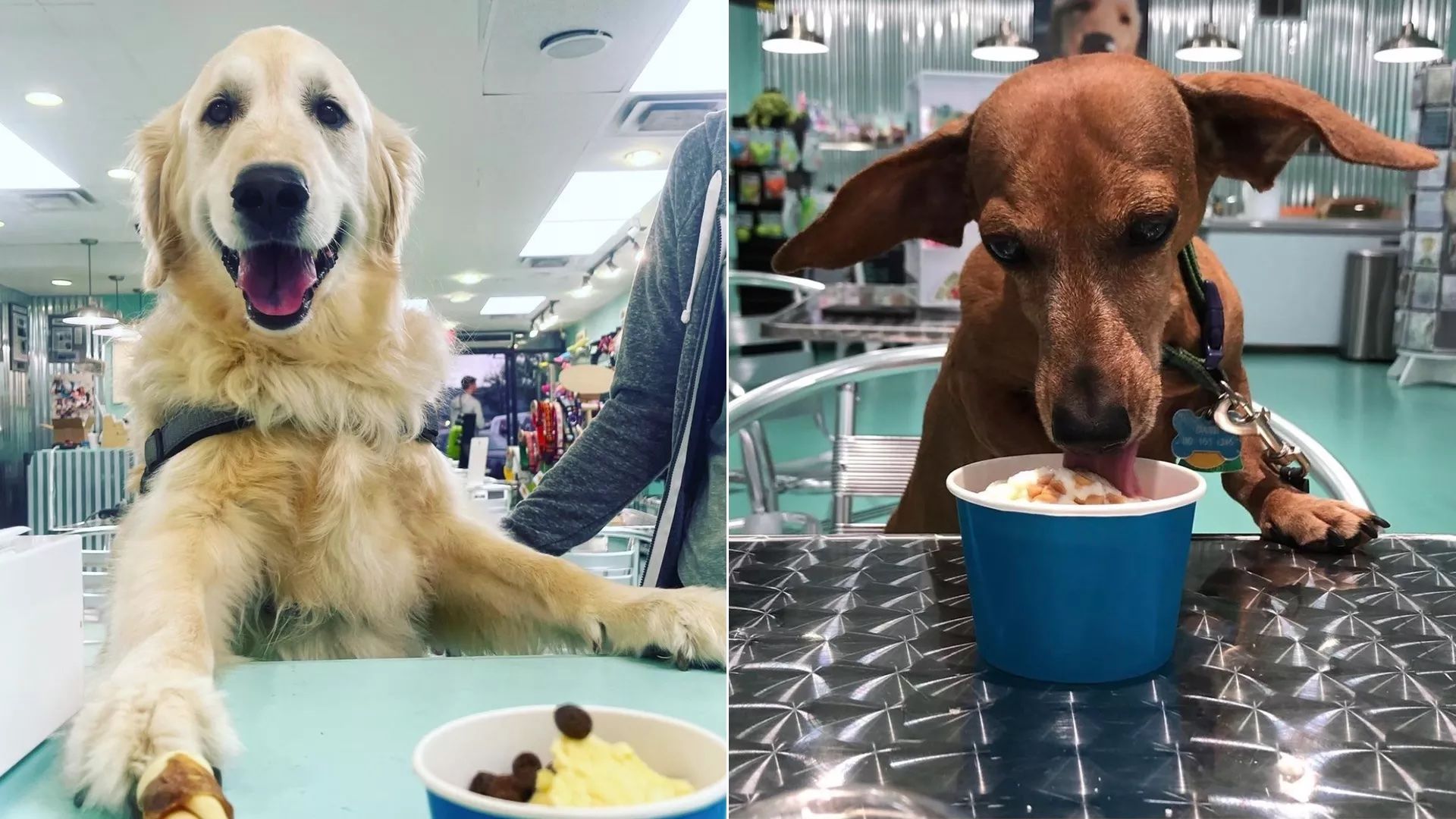 Two dogs eating ice cream that's meant for them.