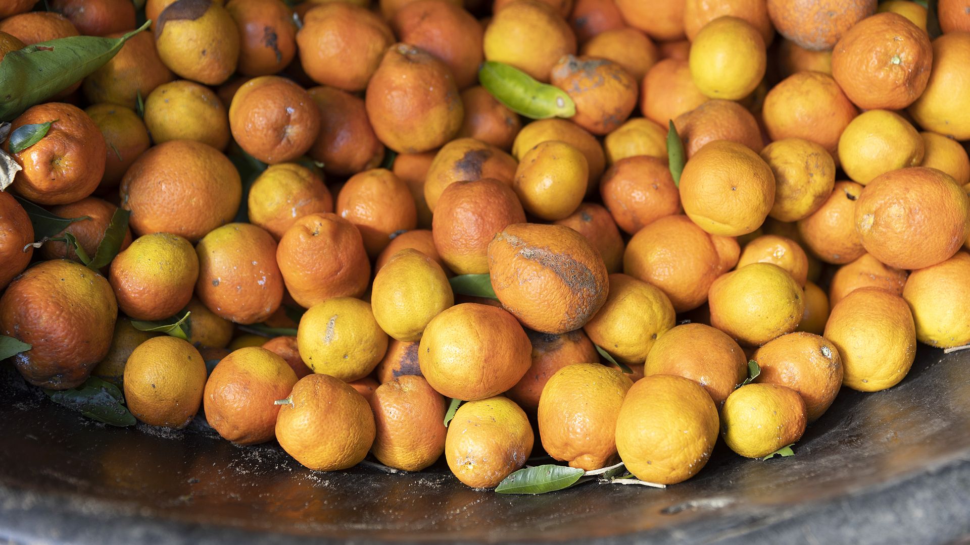 A load of about 100 brightly-colored oranges