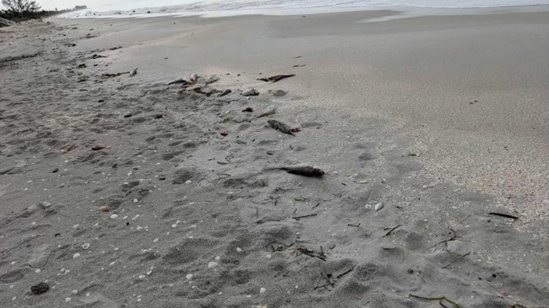 A fish kill on Casey Key.