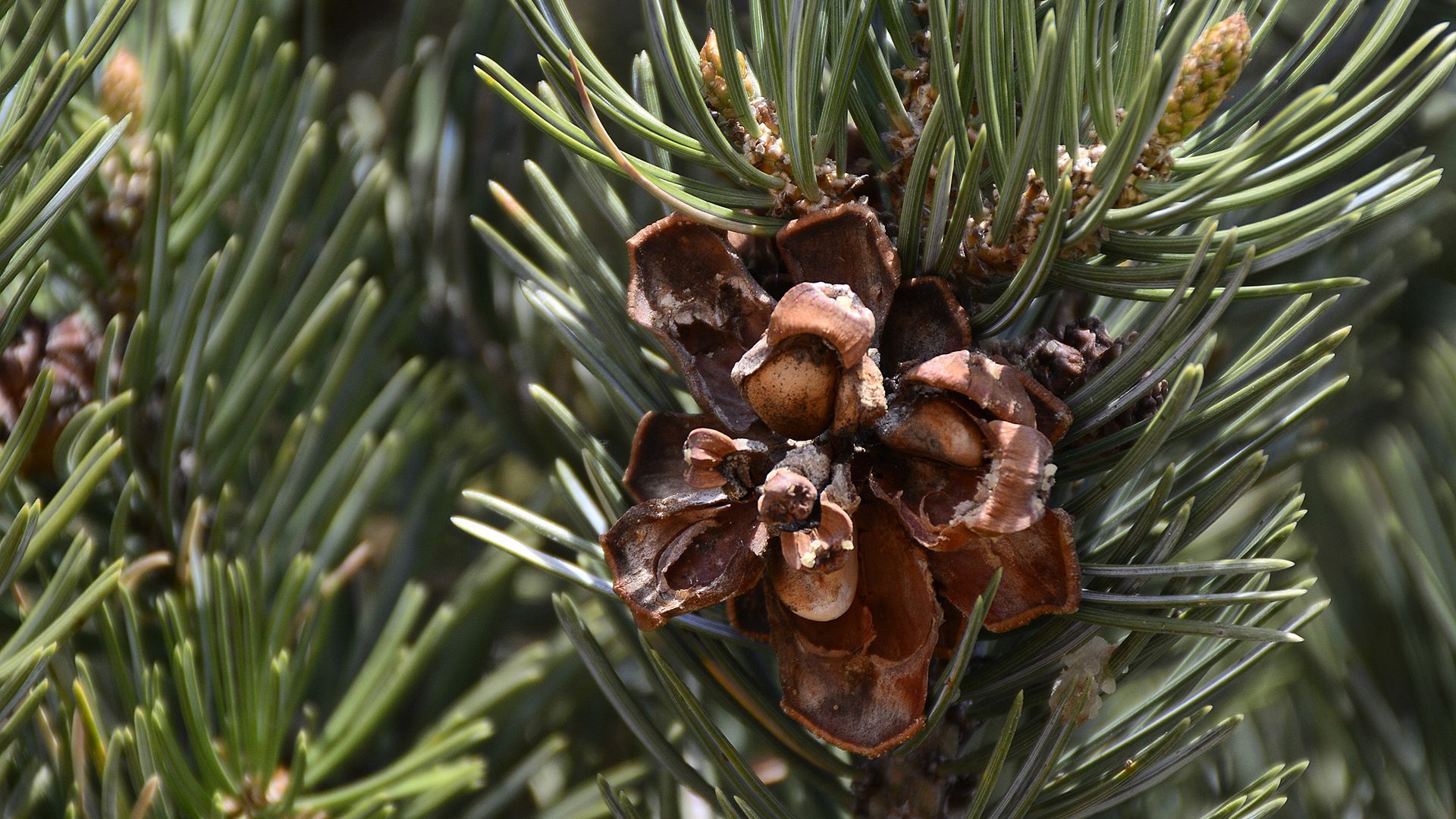 Pinon tree