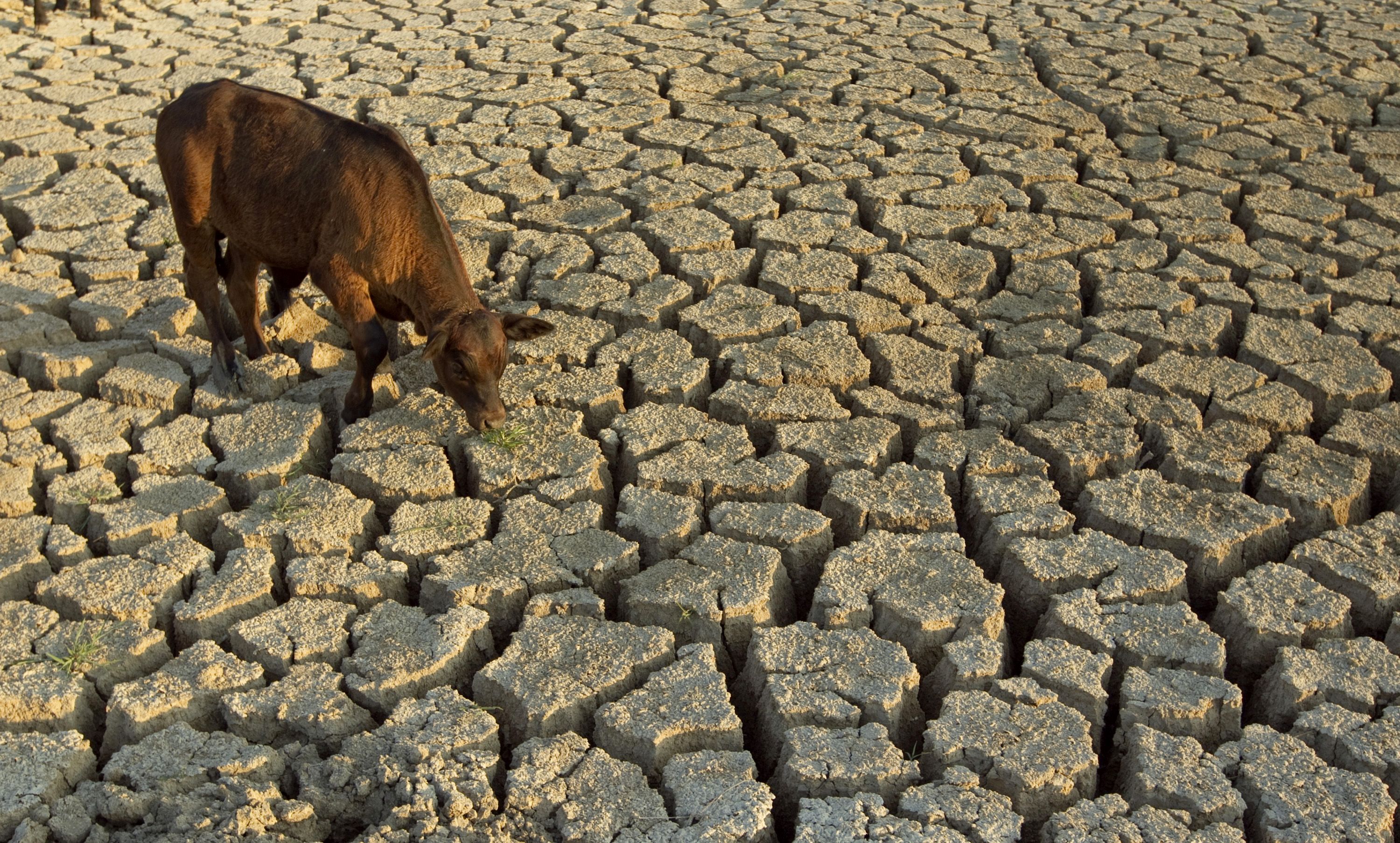 A cow looks for a bit of green grass during drought.