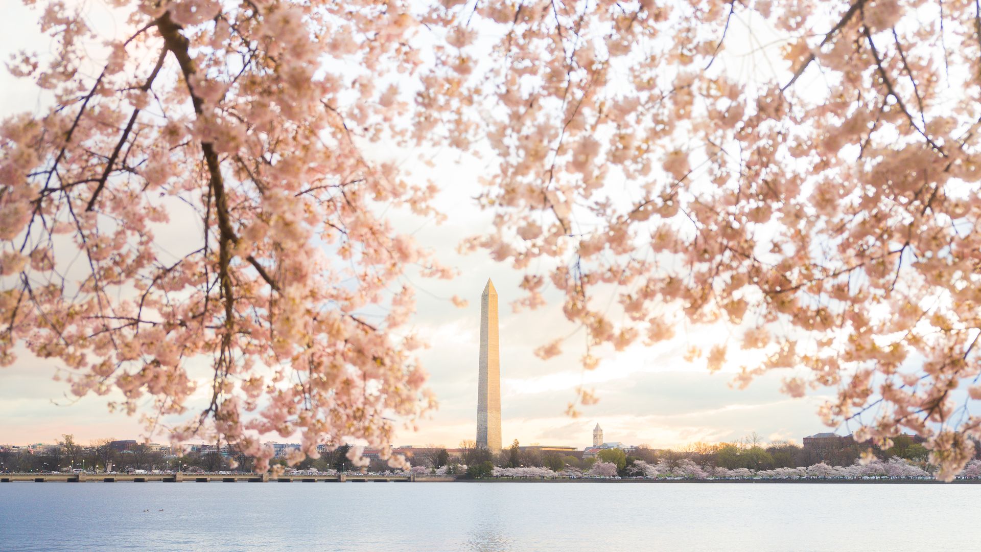 The Washington Monument seen across water framed by pink cherry blossoms in bloom under a partly cloudy sky at sunset.