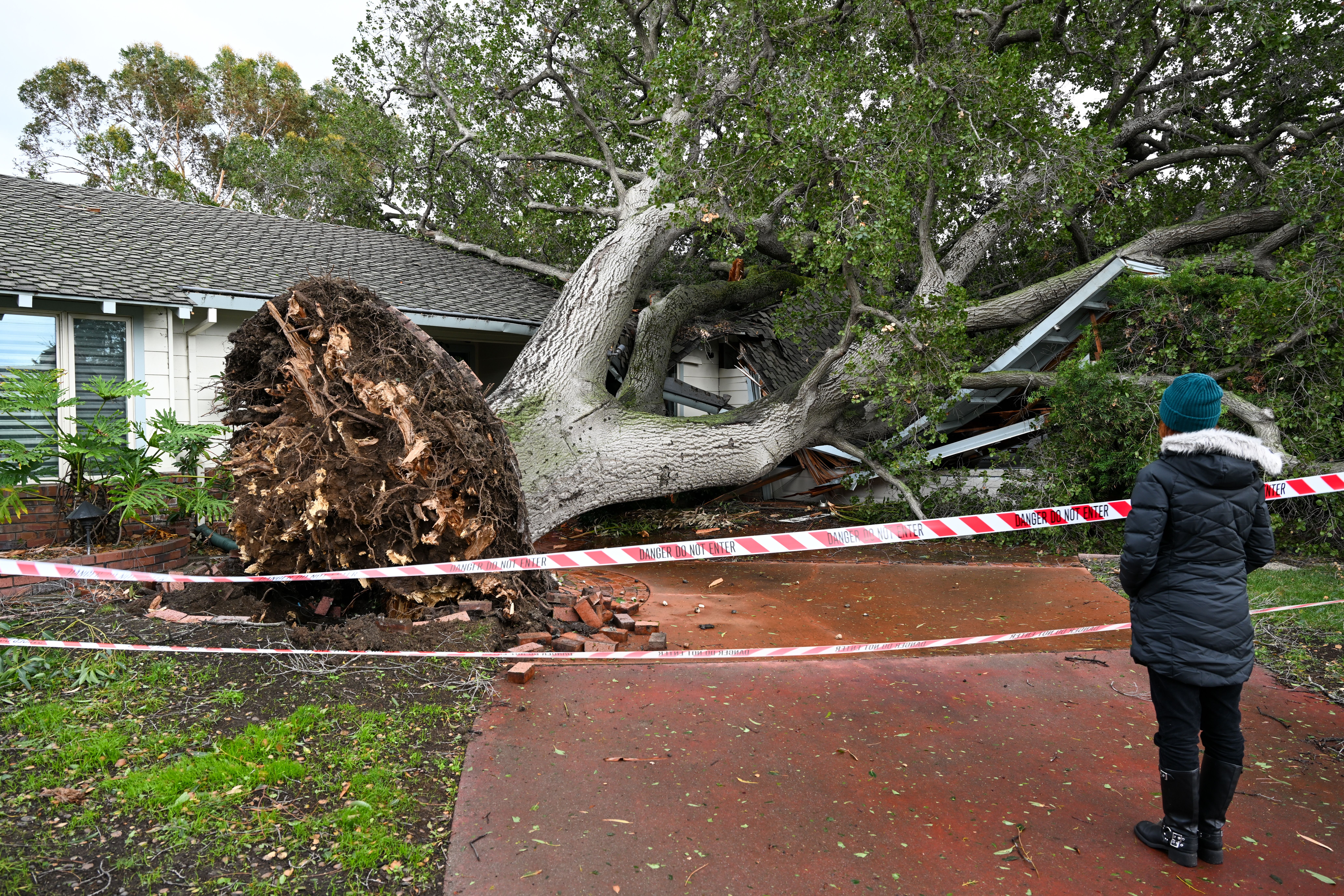 A giant tree fell on a house on El Grande Dr. in San Jose, as atmospheric river storms hit California, United States on February 4, 2024. 