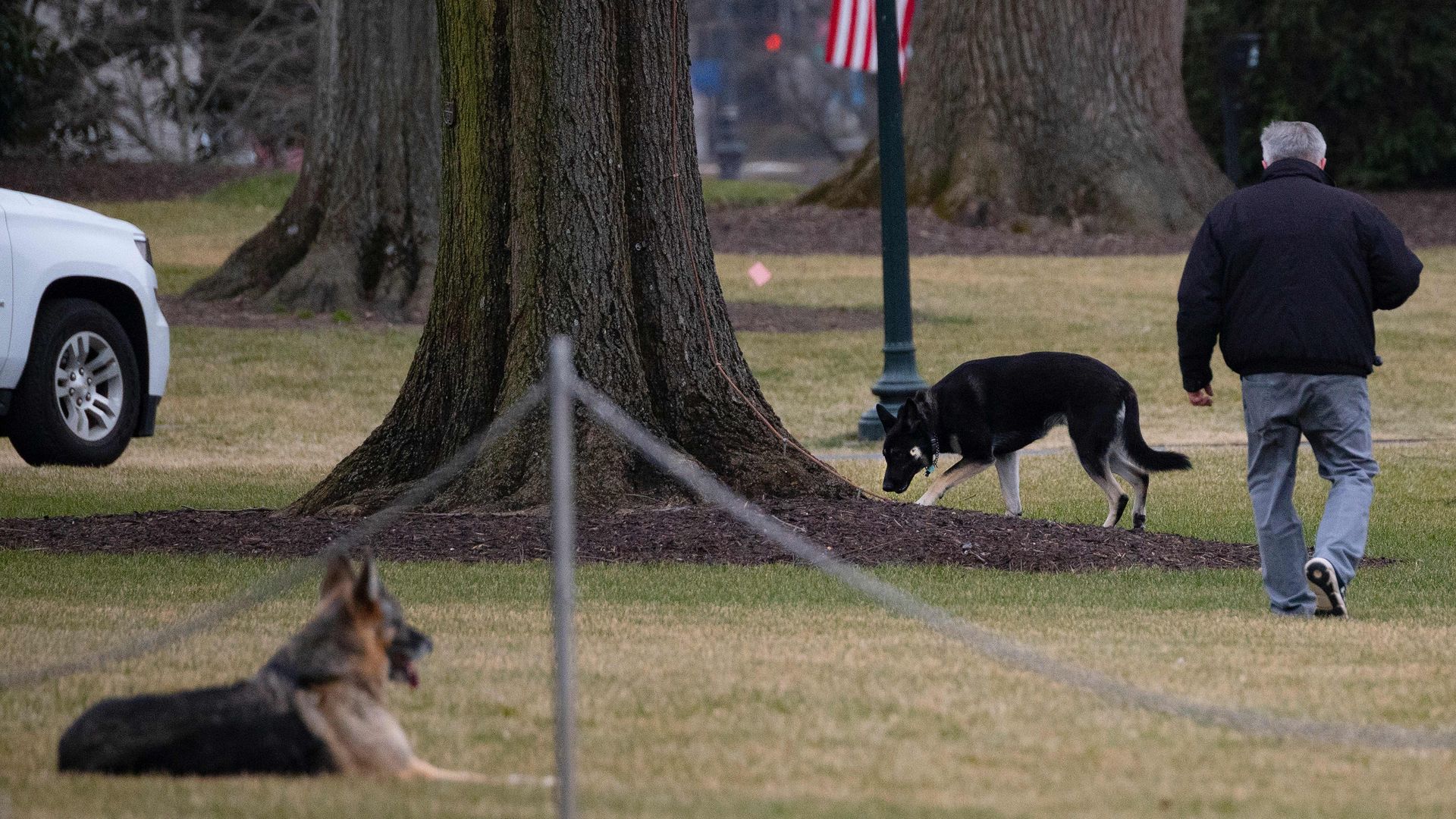 Dogs at the White House