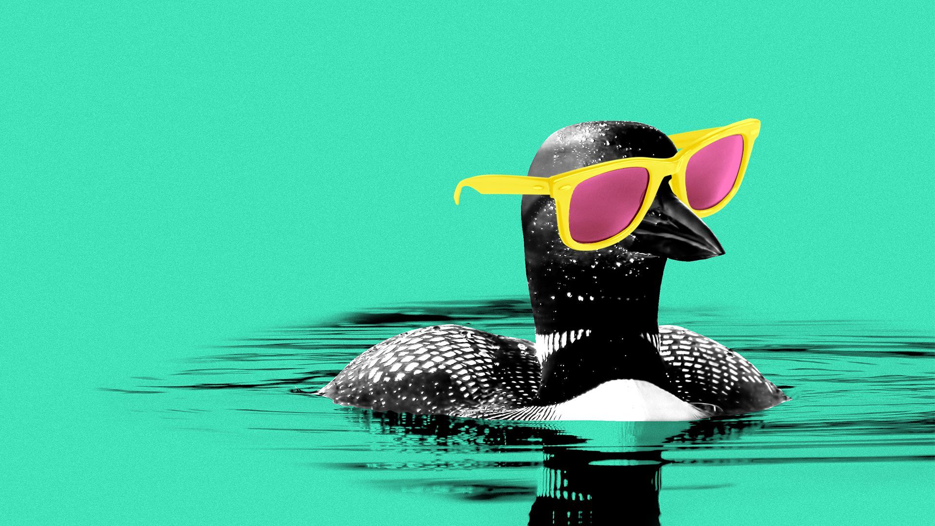 Illustration of a loon wearing sunglasses.