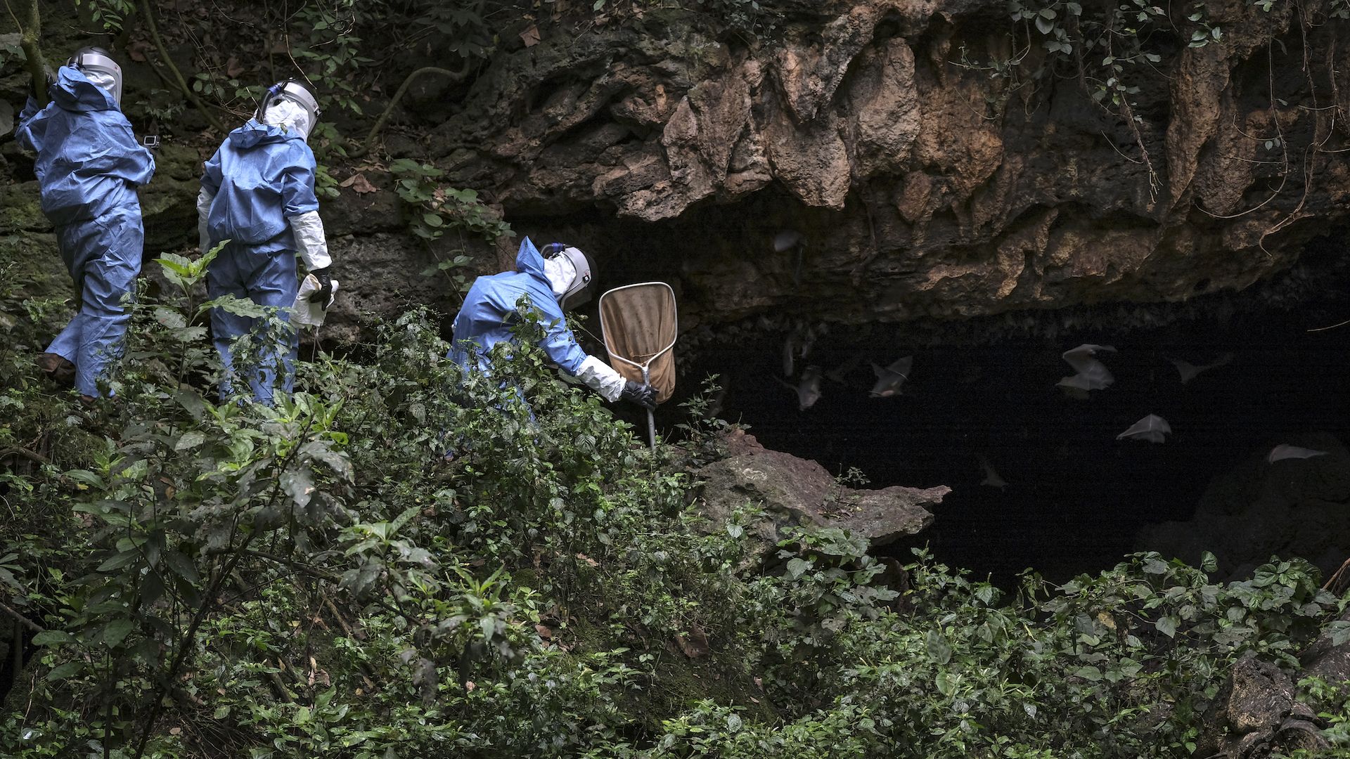 Scientists gather bats in Uganda, searching for the reservoir of hemorrhagic diseases.