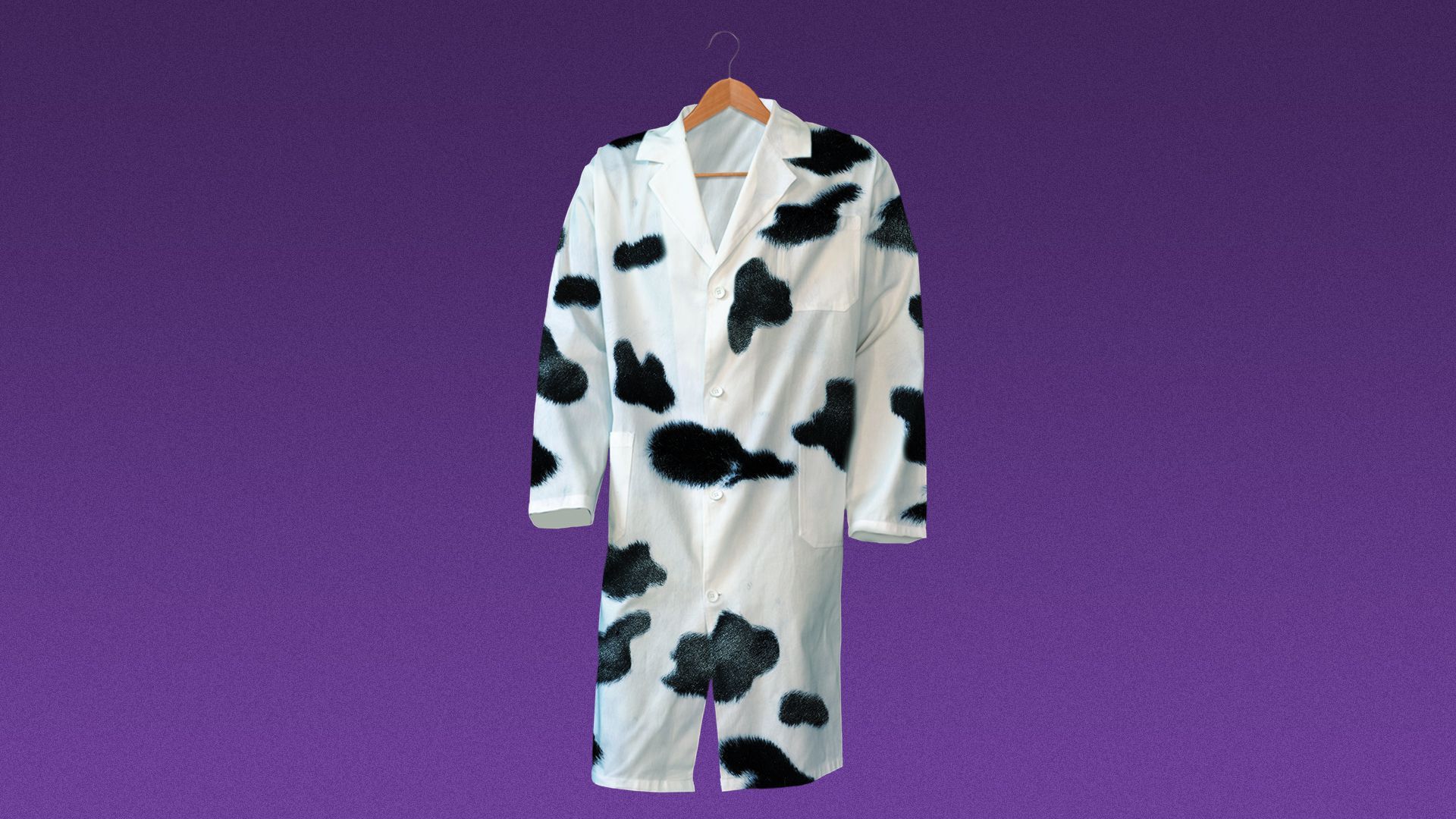 Illustration of a lab coat with cow spots. 