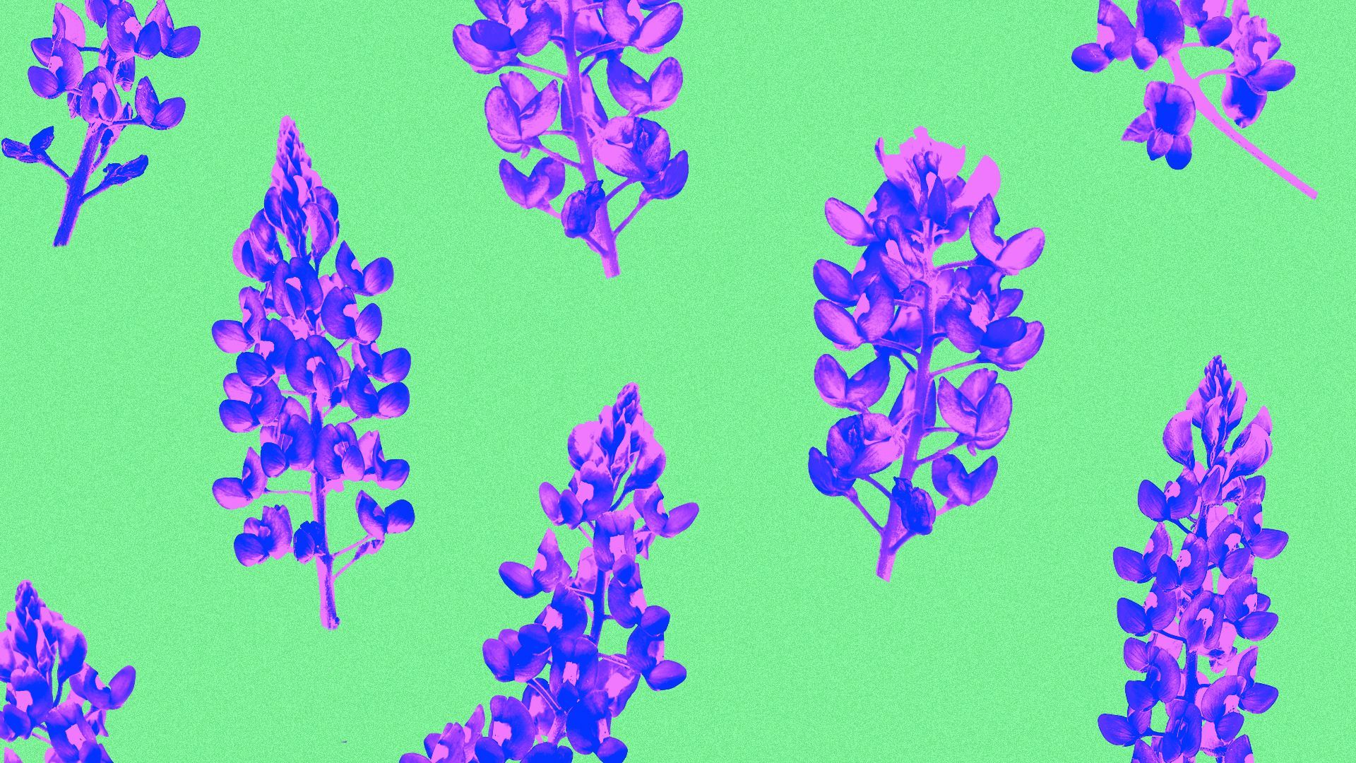 Illustration of a pattern of bluebonnets.