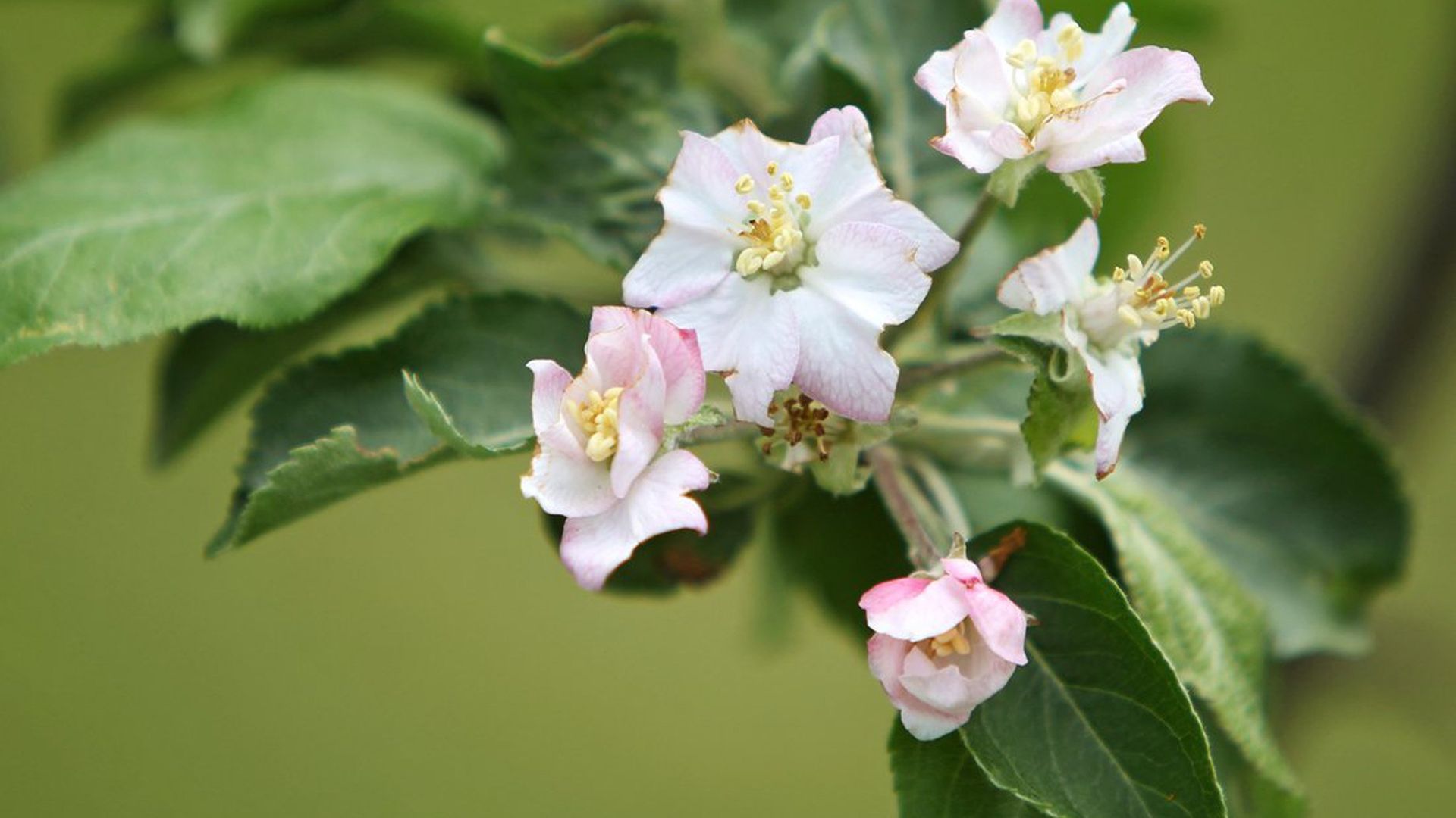 A photo of apple blossoms.