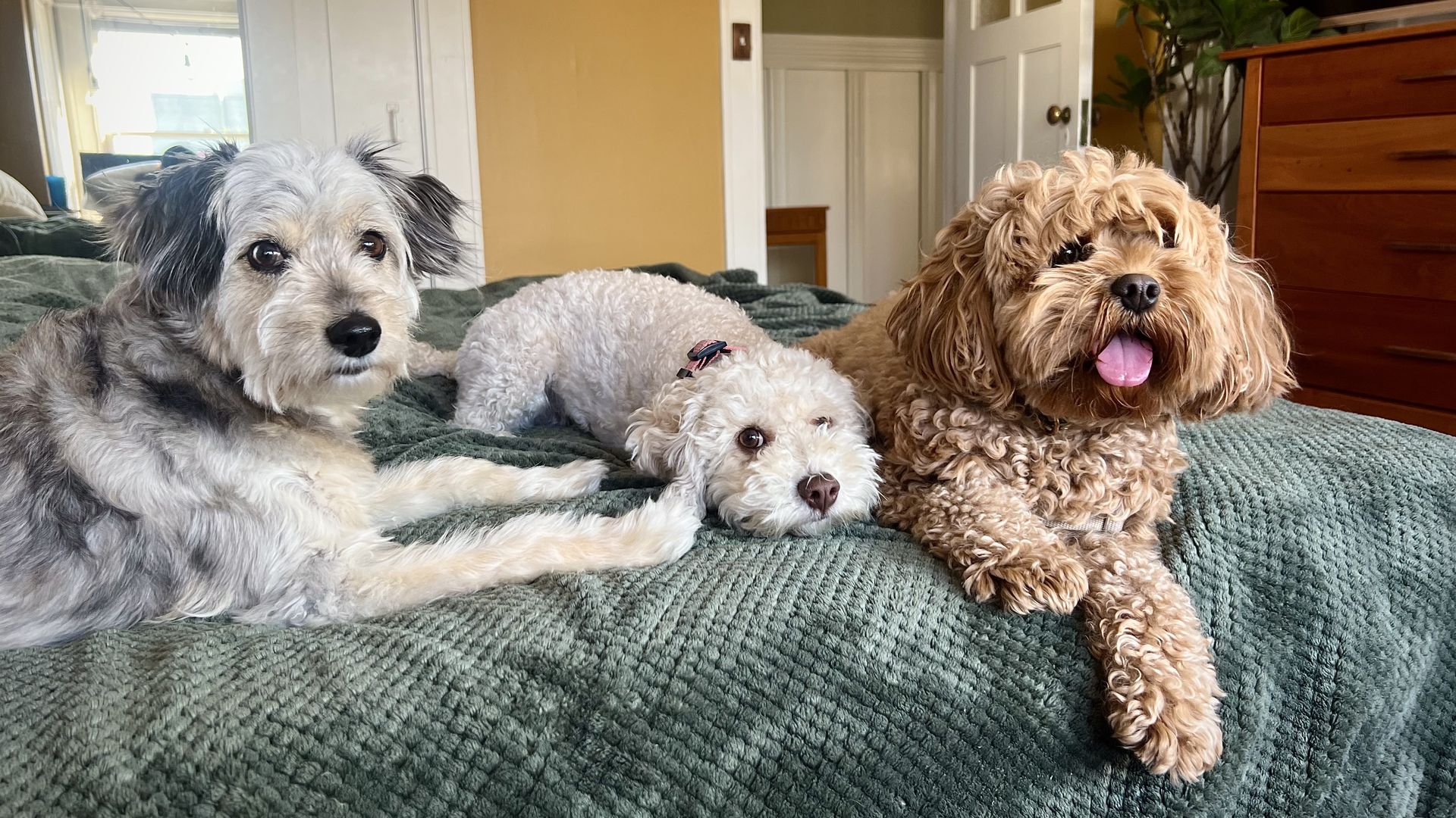 Three dogs lounge on a green blanket: a gray and white shaggy dog on the left, a small white poodle mix center, and a fluffy brown dog with tongue out on the right, in a living room.