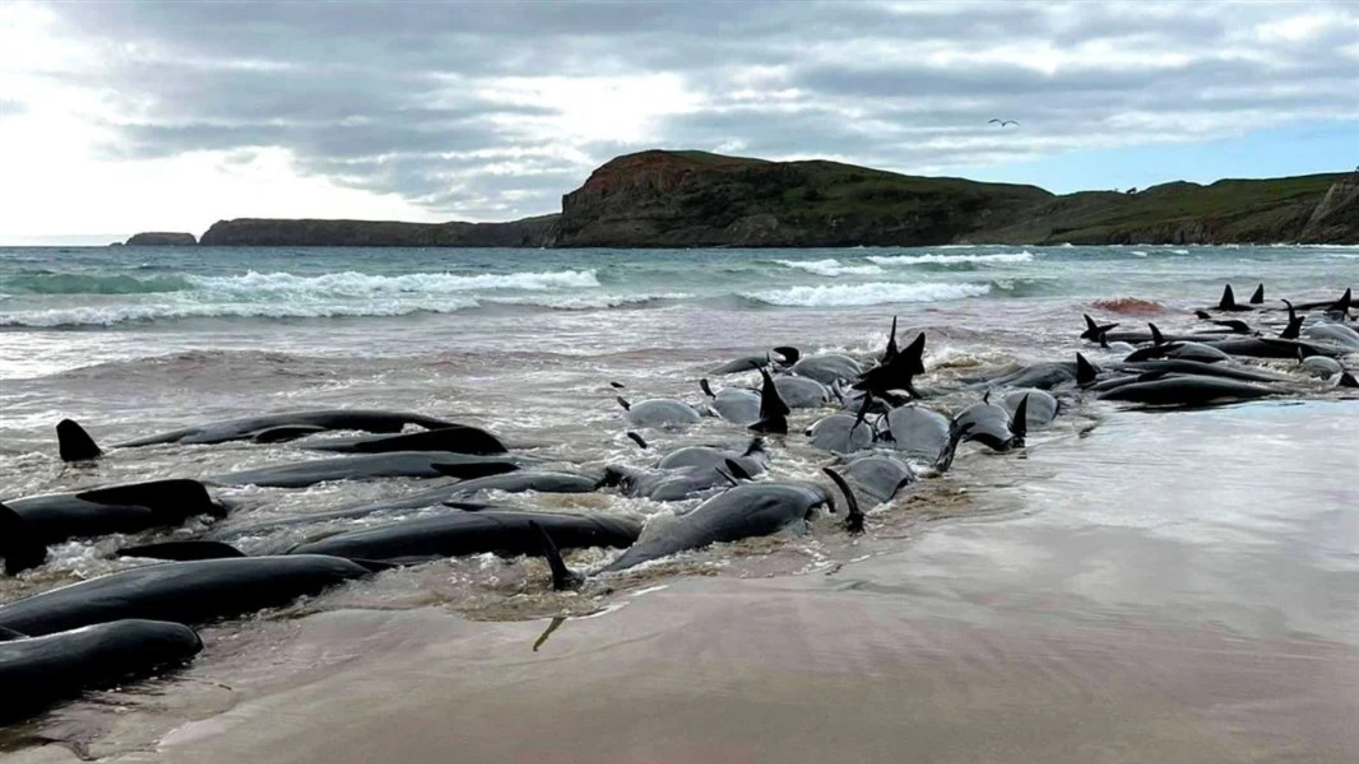 Hundreds of whales beached on New Zealand islands - ABC News