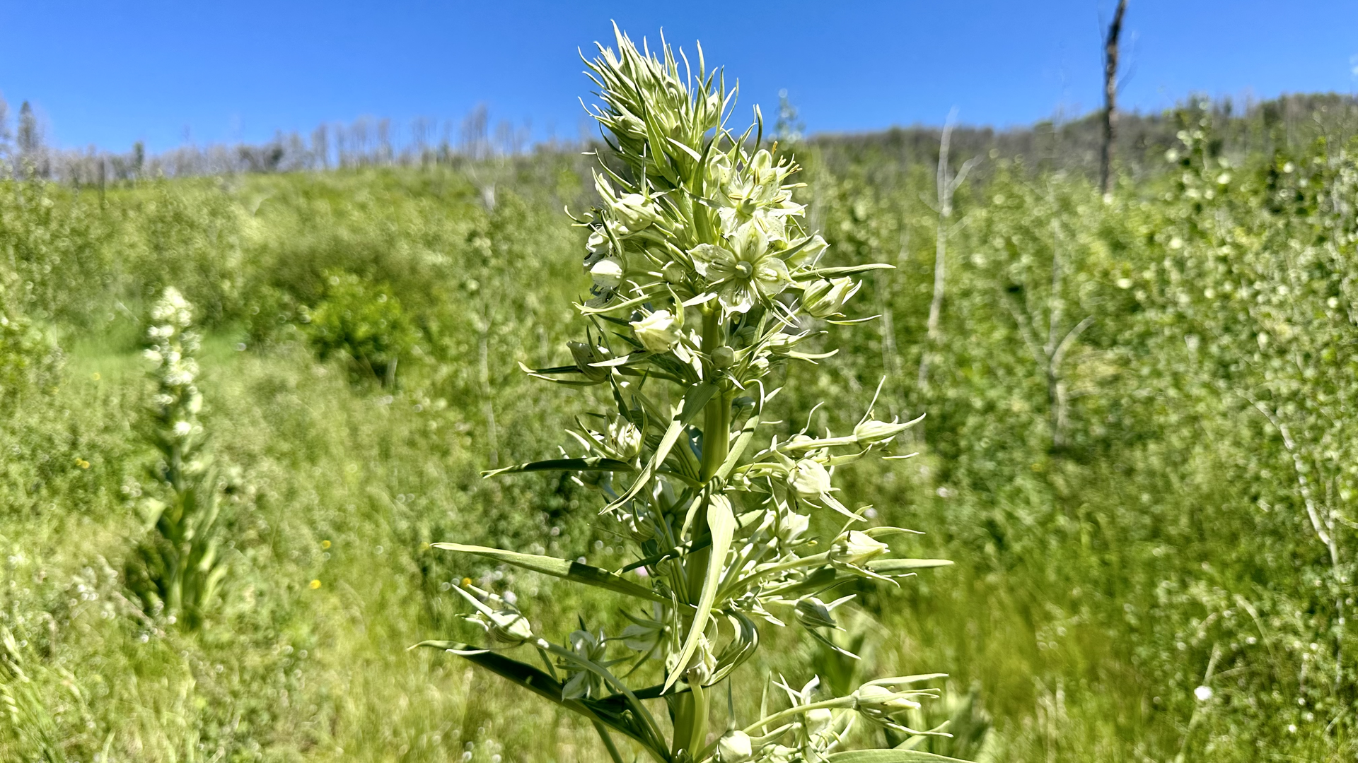 A flowering green gentian along the Ditch Trail outside Basalt in late June. Photo: John Frank/Axios