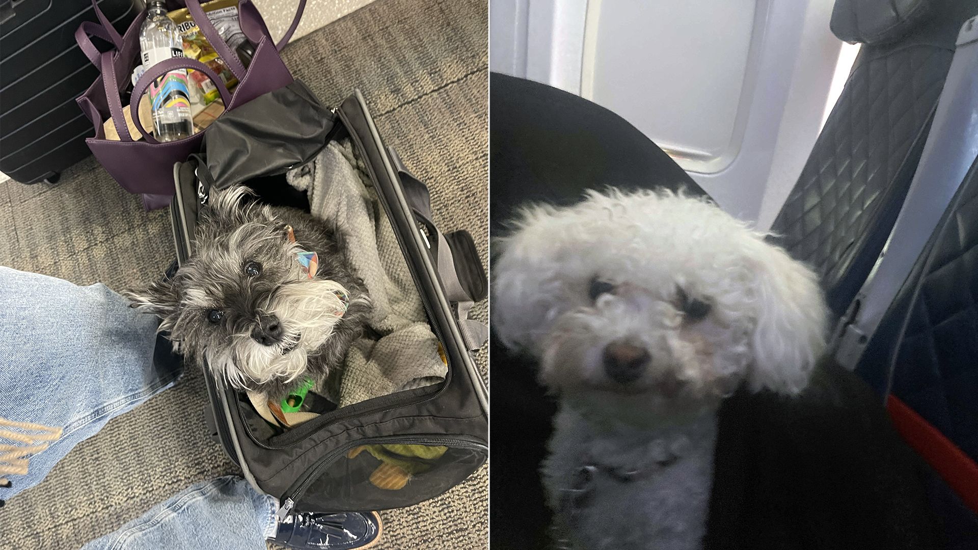 Side-by-side images of dogs getting ready to fly. On the left, is a schnauzer in his carrier on the floor. On the right, is a miniature white poodle sitting in an airplane seat, under a blanket. 