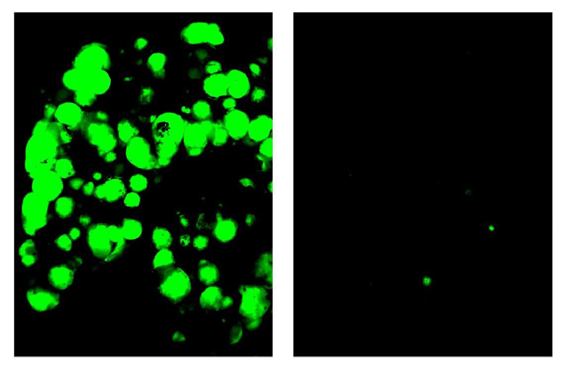 Split photo showing mouse cancer cluster cells on left with epigen and very few cancer cells in photo on right without epigen