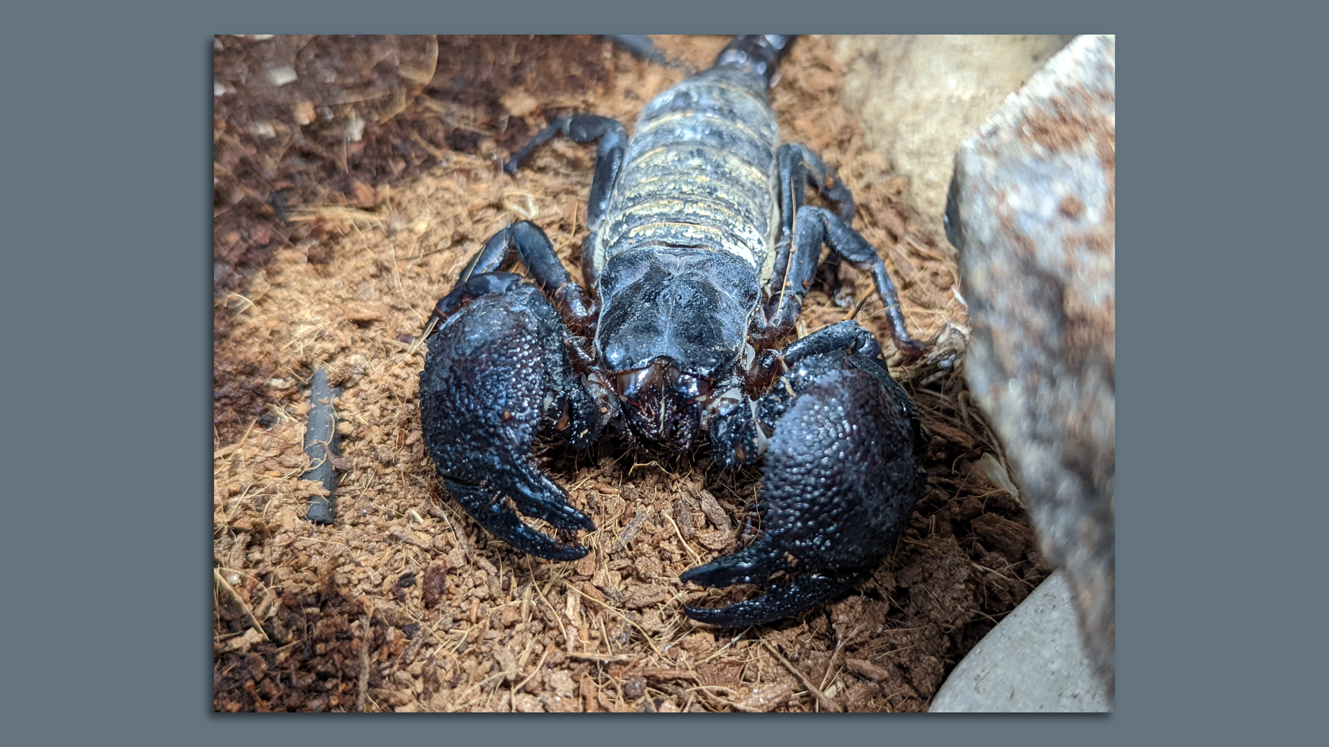 A photo of a scorpion.