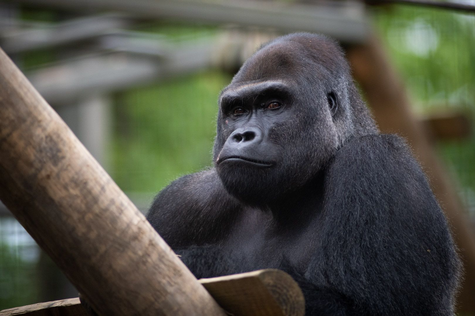 A close-up image of Mac, one of the Columbus Zoo and Aquarium's male gorillas