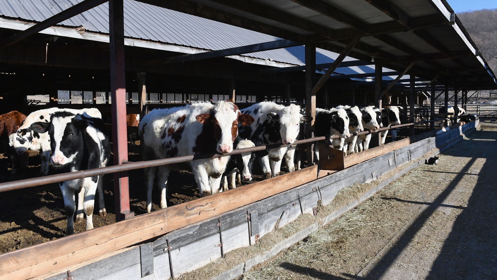 Dairy farm in New York state