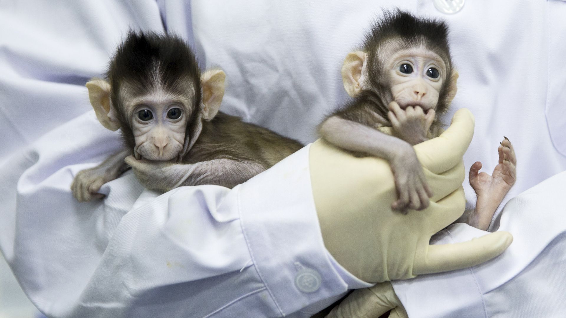 two baby macaque monkeys held by scientist in lab coat and gloves