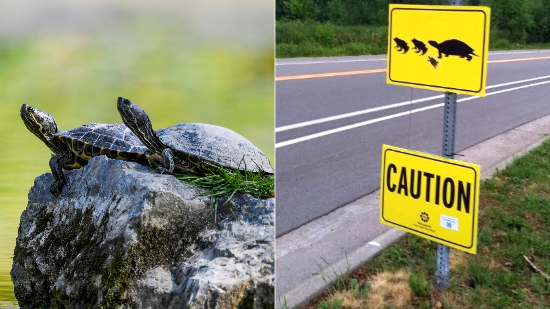 Two turtles on a rock and a sign next to a road with turtles crossing