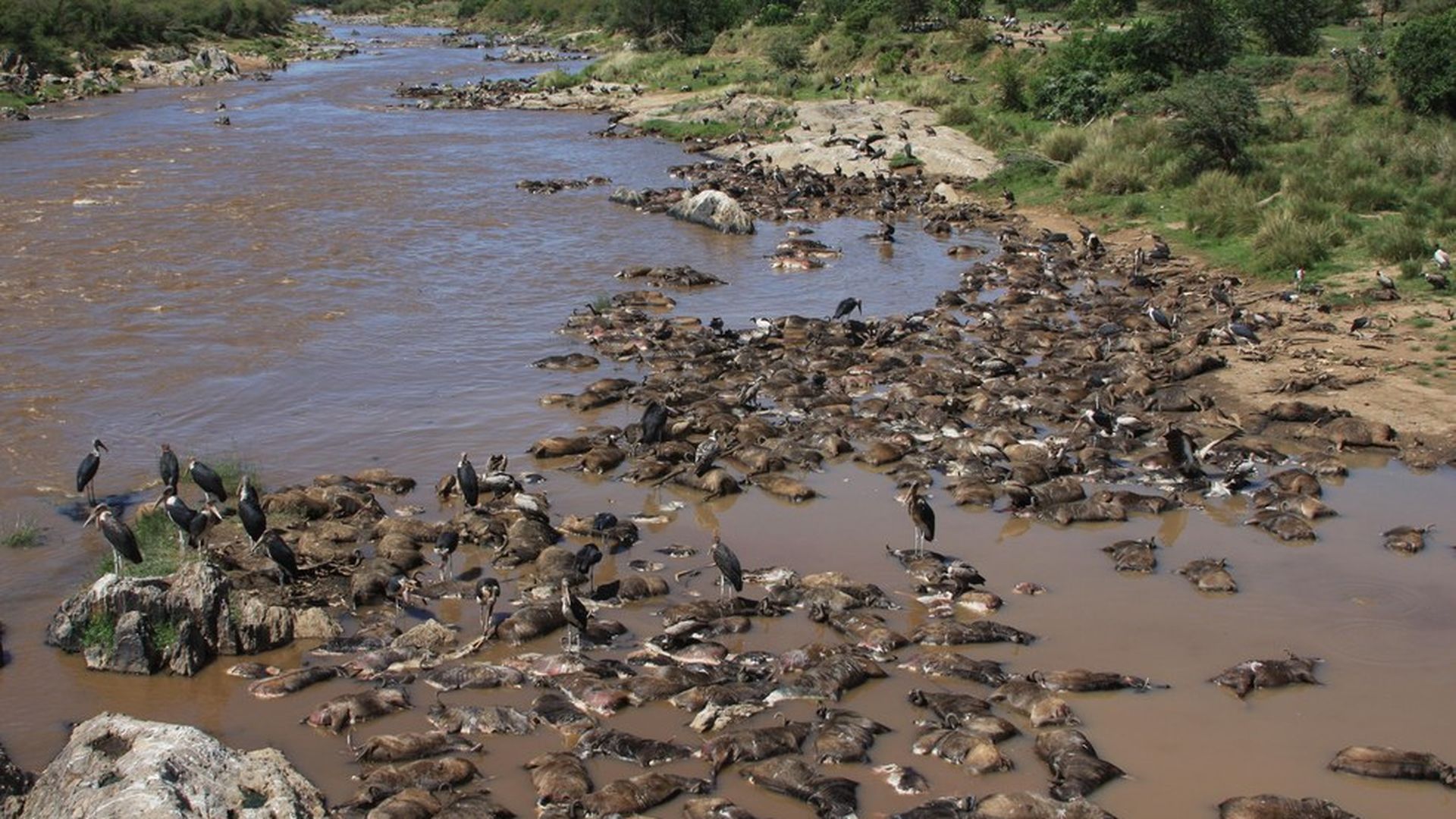 Drowned wildebeest feed the Serengeti - Axios