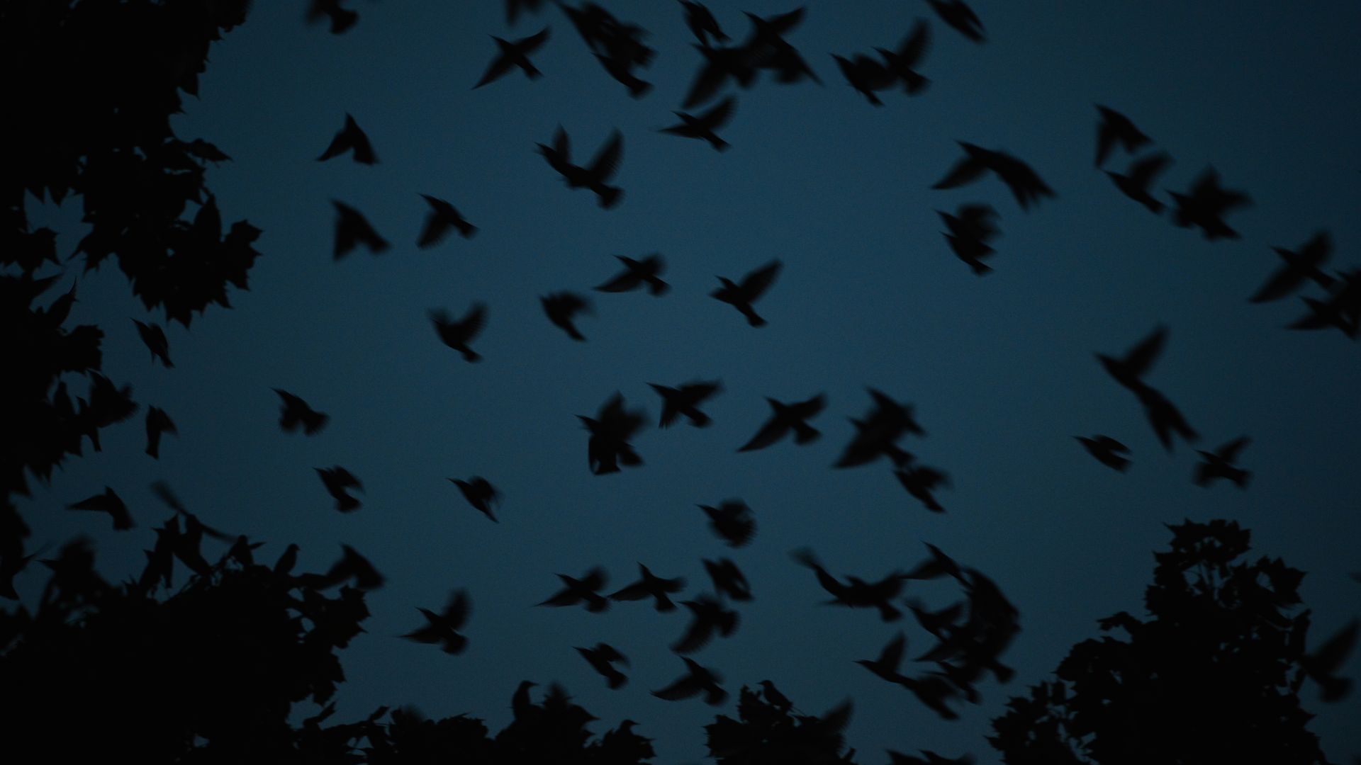 Dark blue twilight sky with a flock of silhouetted birds in flight, framed by tree outlines on the left and bottom, creating a moody dusk scene.