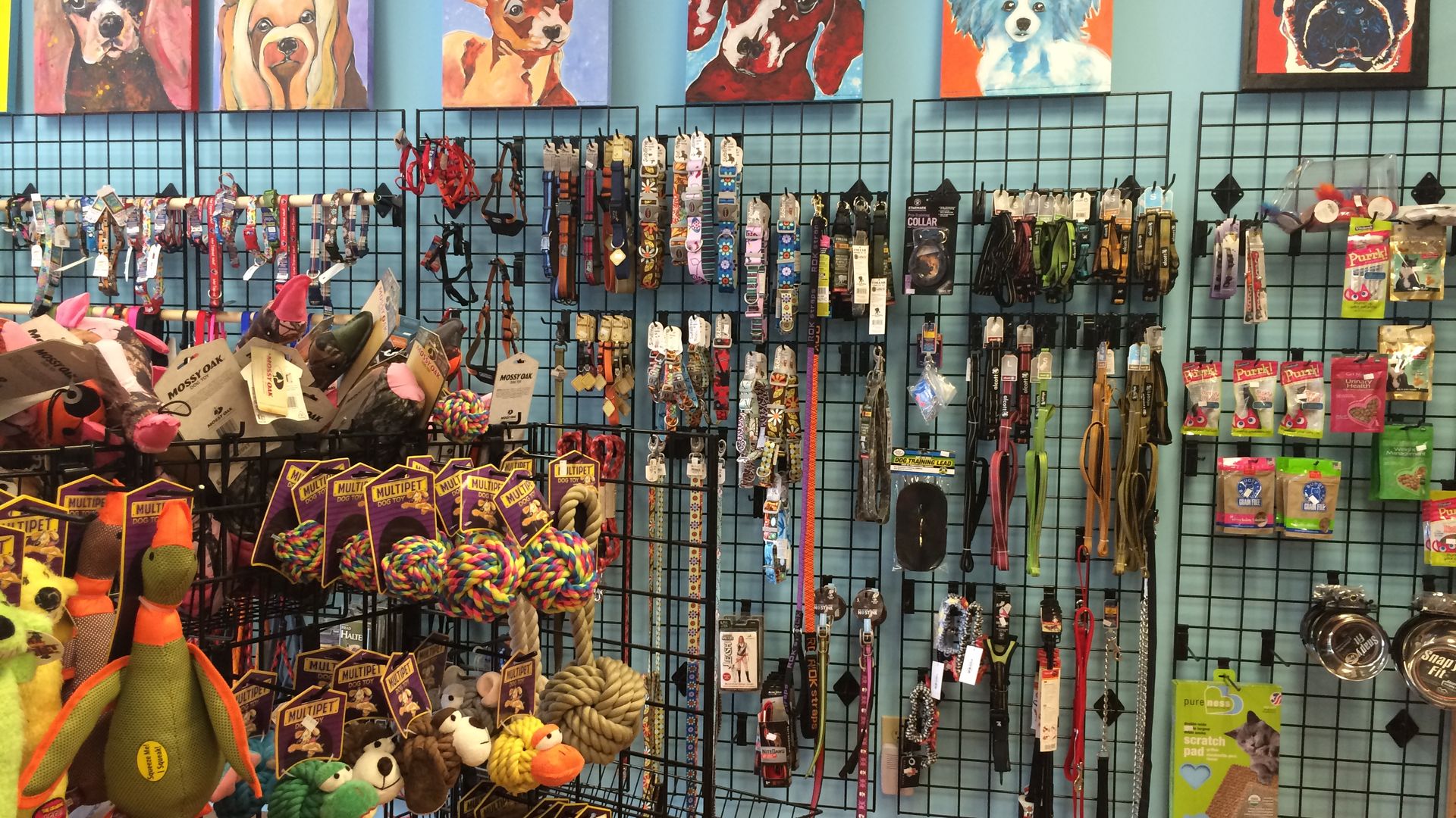 Charlotte pets are fresher than you 3 shops for a luxe fourlegged