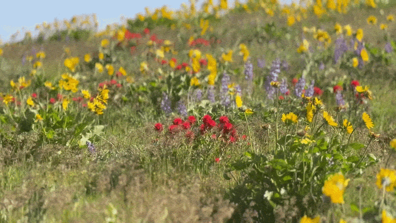 Animate gif shows yellow, red and pruple wildflowers on a hillside blowing in strong winds.
