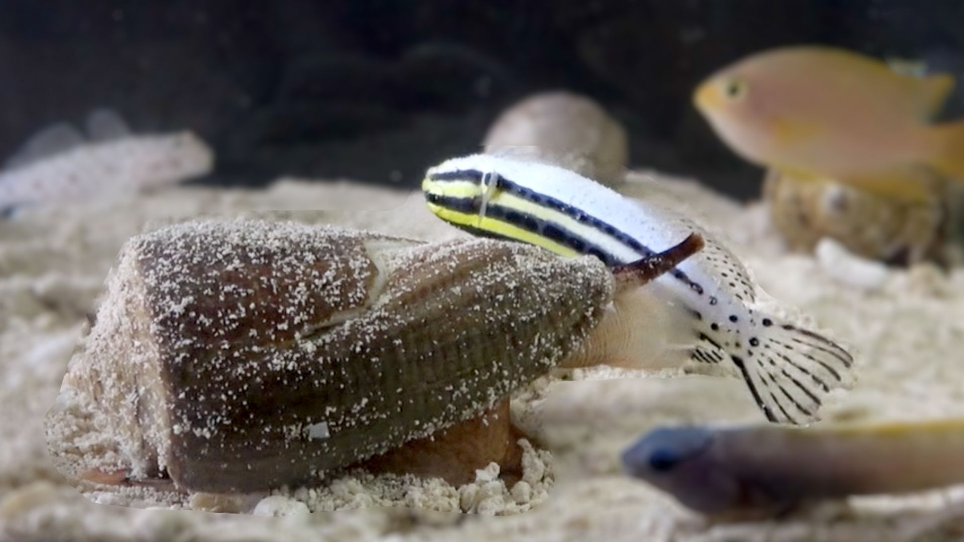 The deep-water cone snail, Conus neocostatus, catching a fish.