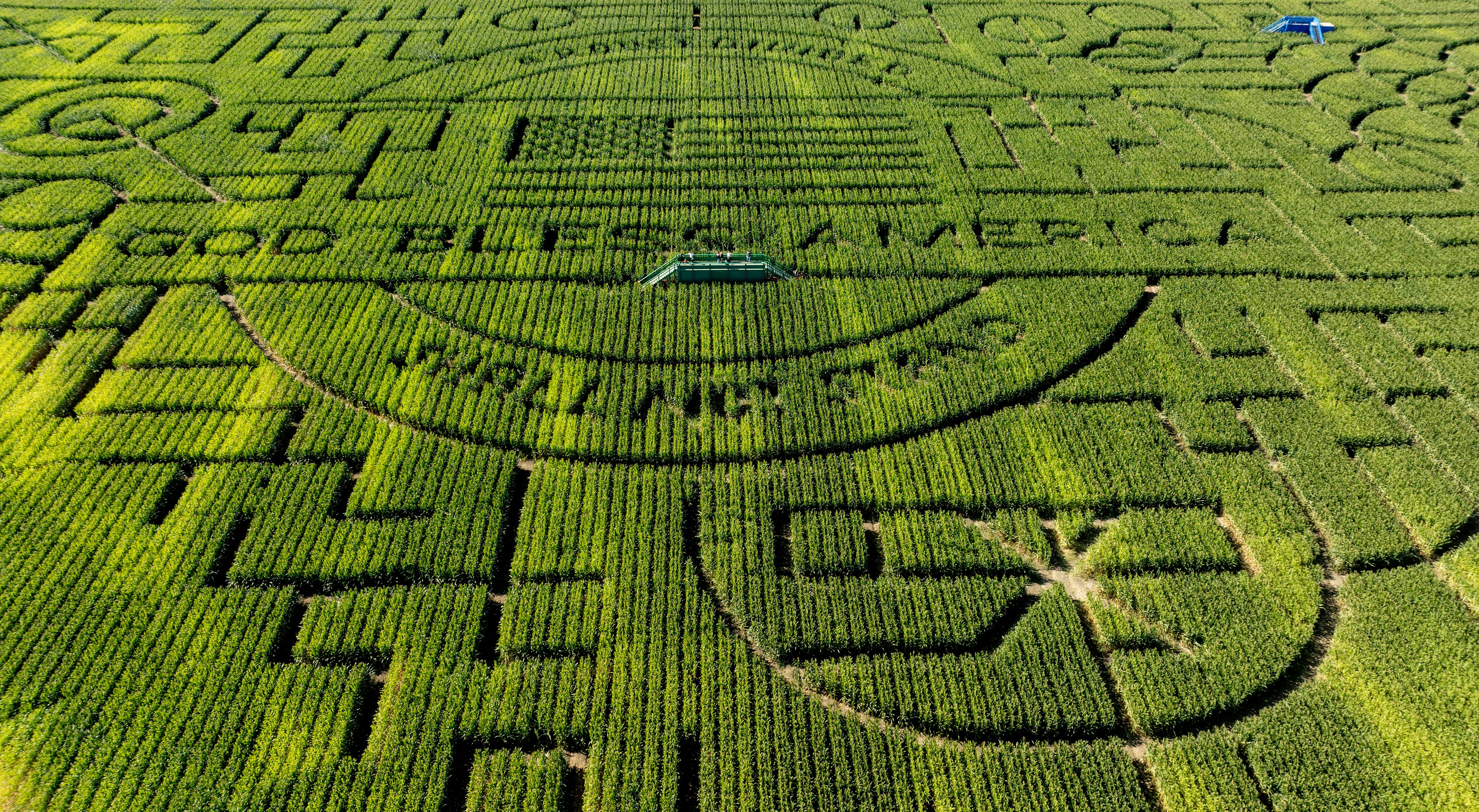 An aerial view shows people on a bridge as they navigate one of the world's largest corn mazes at Cool Patch Pumpkins in Dixon, California on October 17, 2024. The giant maze takes about two hours to complete and has twice earned a Guinness World Record as the world's largest corn maze. (Photo by JO