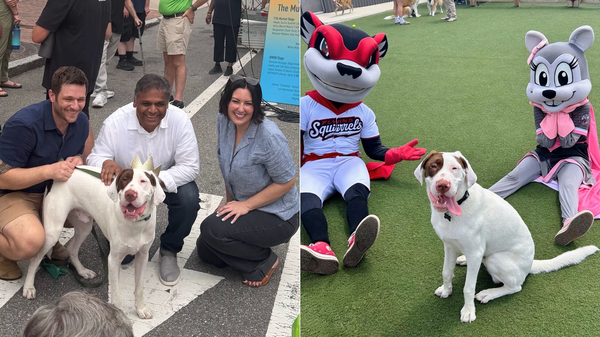 Two-panel scene: left shows three people kneeling with a white dog wearing a gold crown on a city street; right shows two mascots (red fox and gray bunny) on green turf with a white dog nearby.