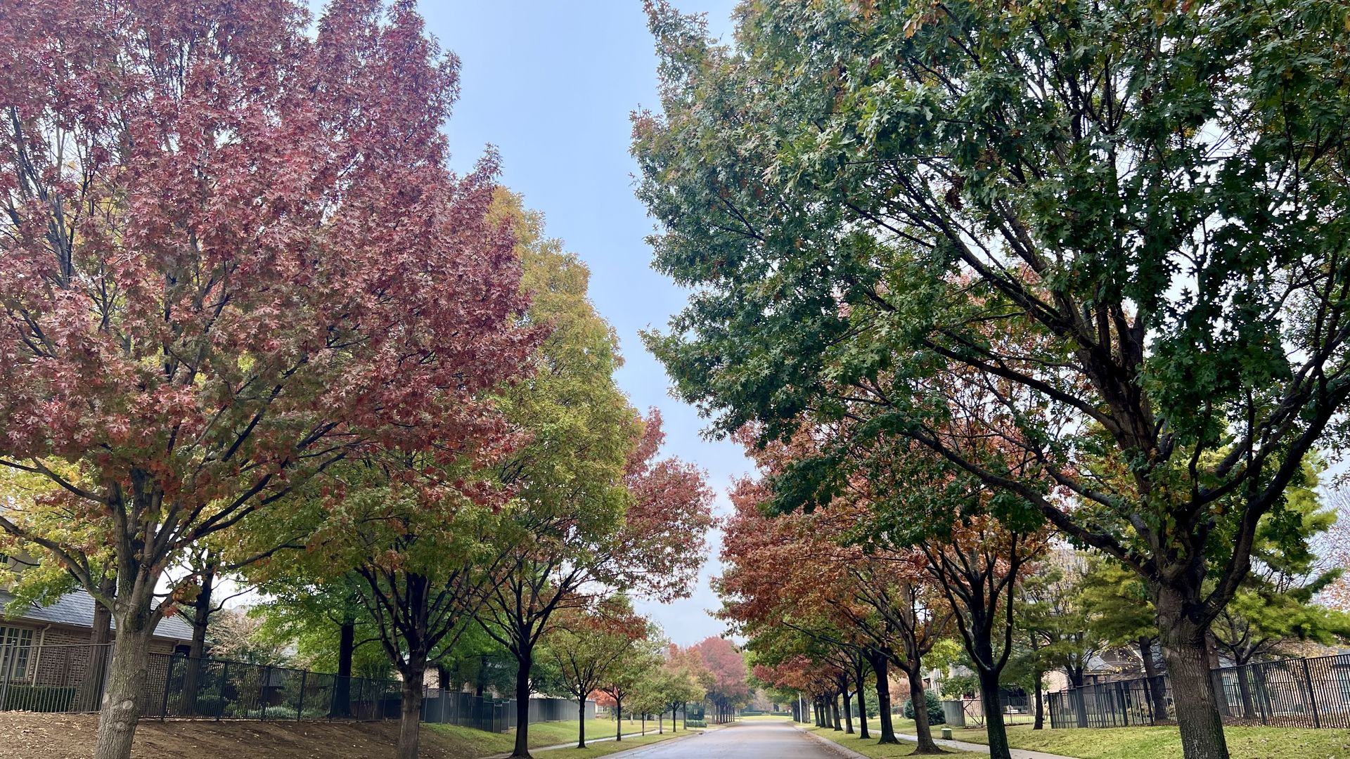 A photo of trees with fall colors lining a street 