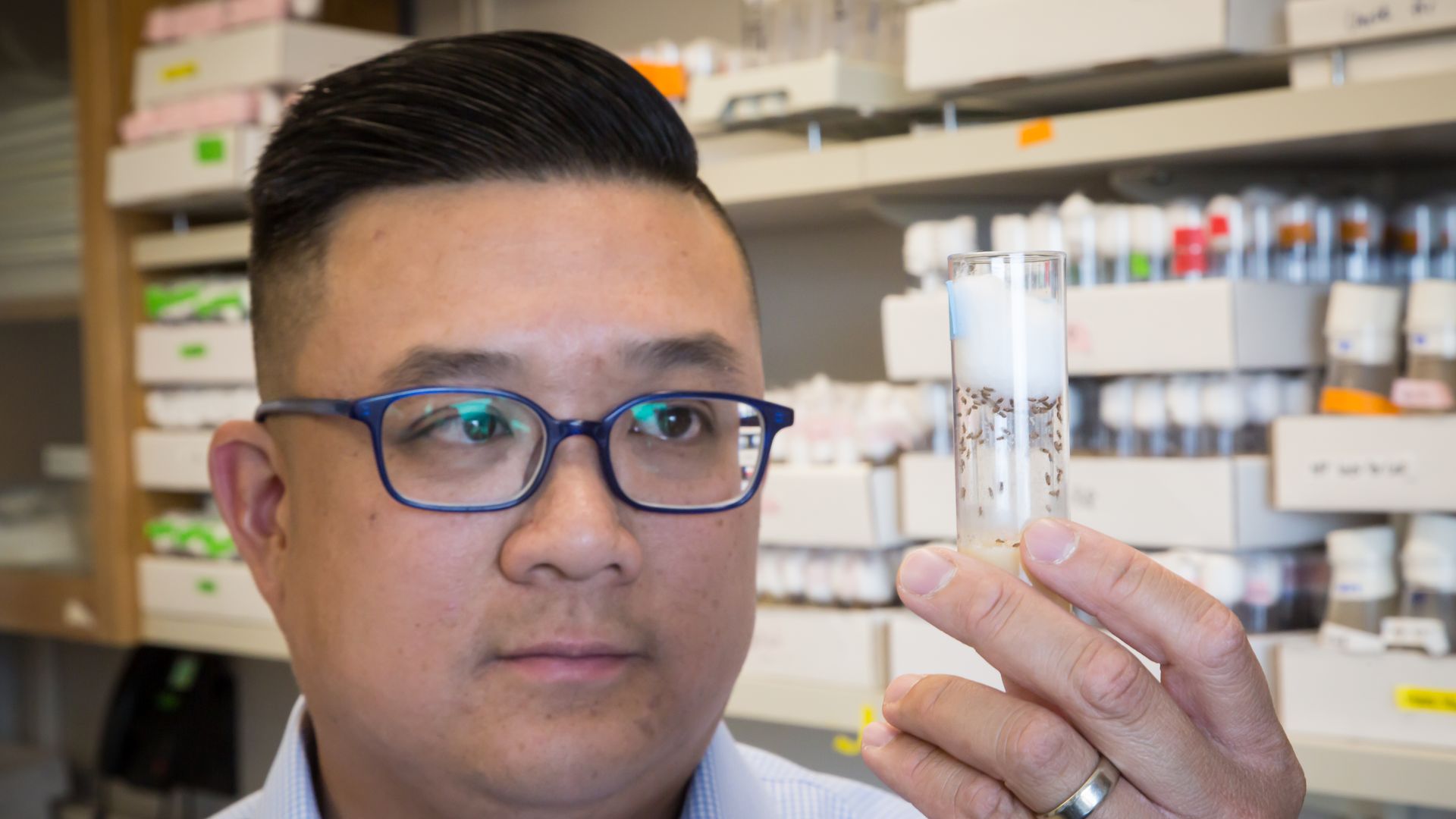 Clement Chow examines fruit flies in a container in a lab. Photo courtesy of Clement Chow