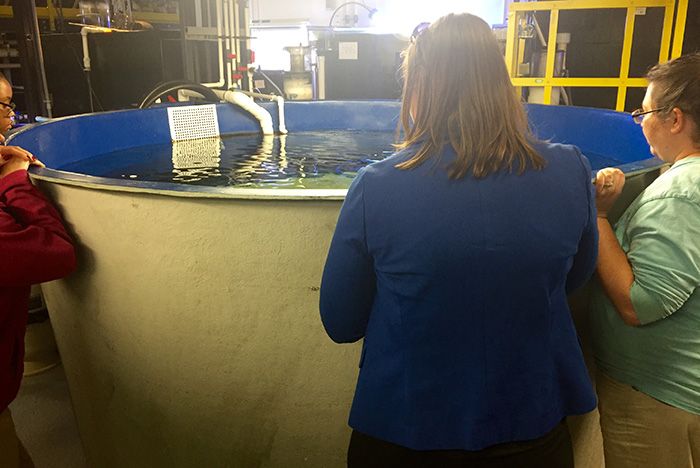 CuttlefishtankDiscoveryPlace