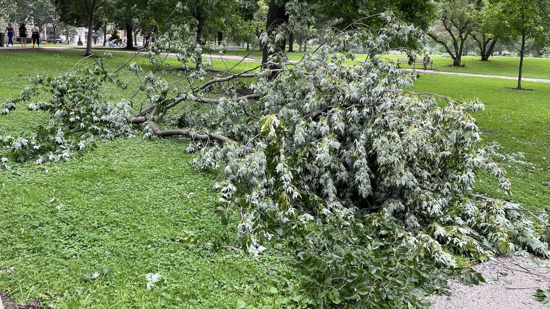 In a city park with bright green grass, a large fallen branch stretches across the lawn among dense leafy trees, while a gravel path and a few people walk in the background.