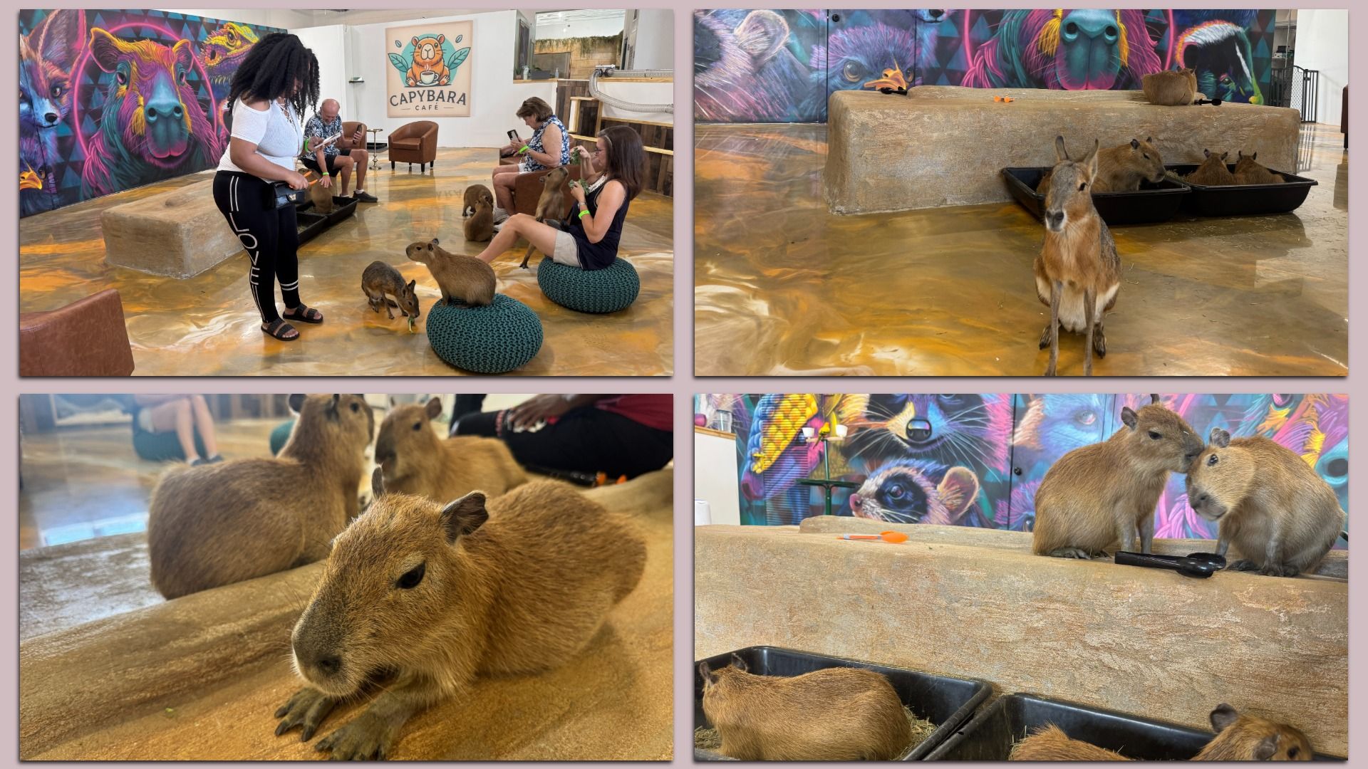 Indoor capybara cafe with bright mural walls; visitors feed several calm capybaras on a glossy tan floor near a "Capybara Café" sign, sitting on round cushions.
