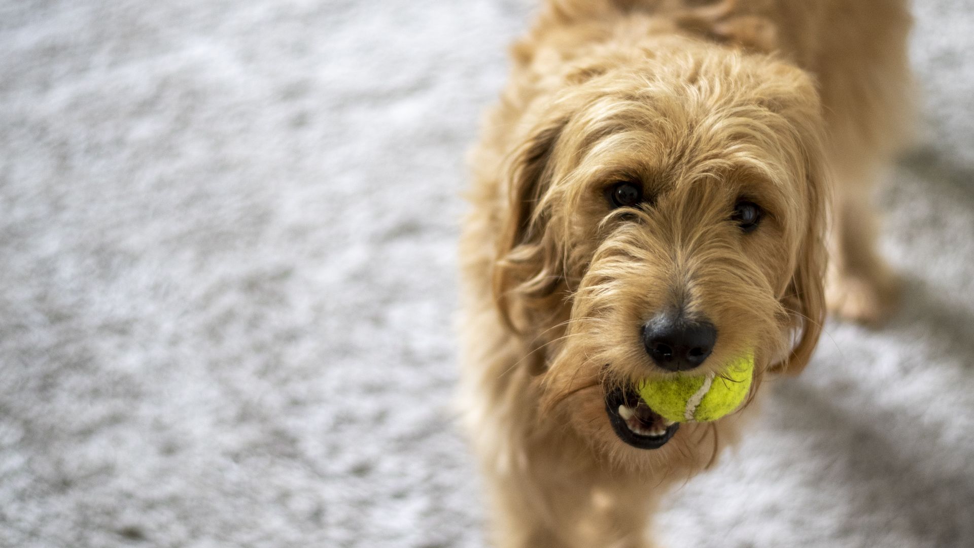 A goldendoodle holding a bright yellow tennis ball in its mouth, standing on a light gray carpet indoors.