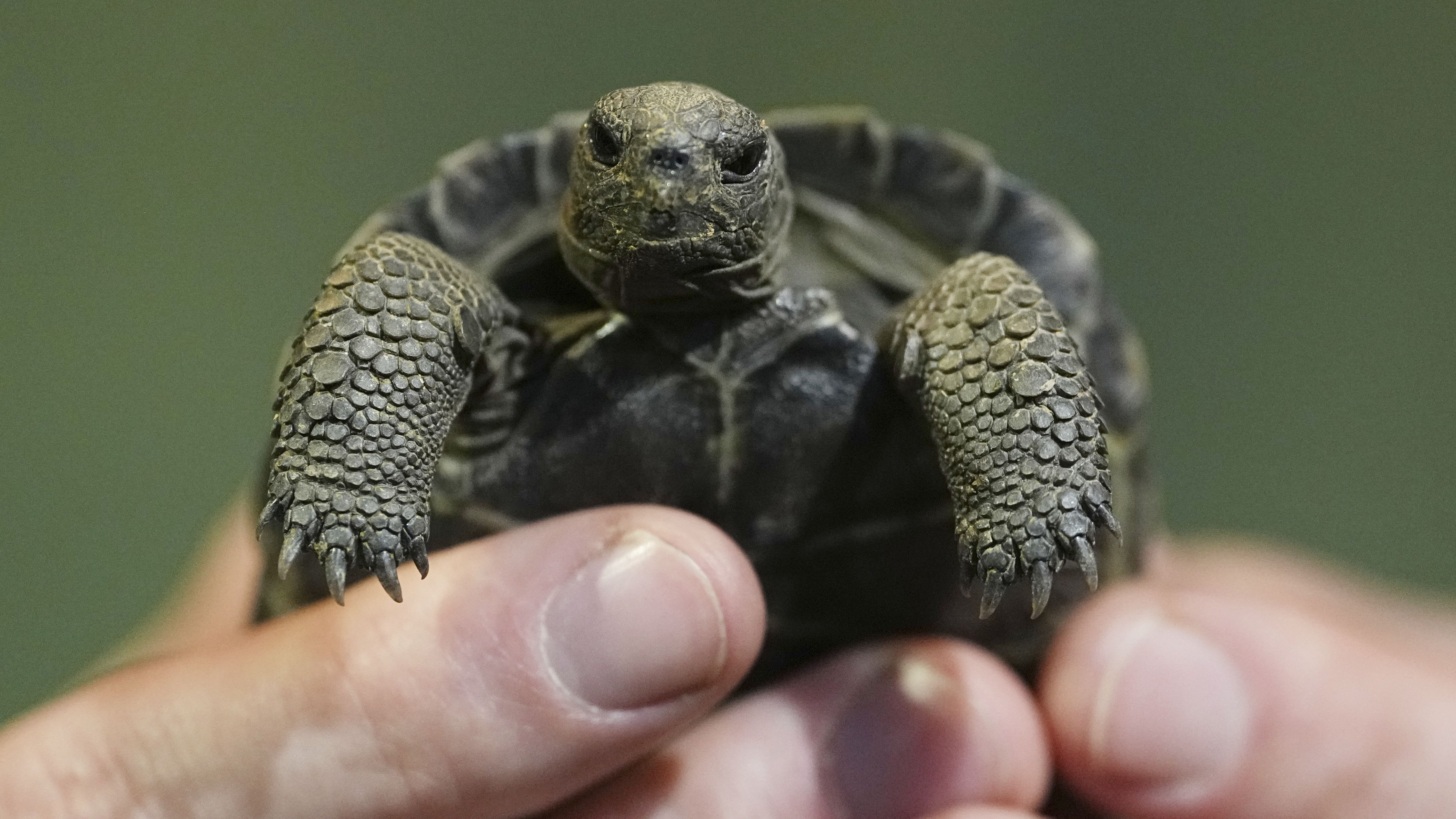 One of four Galapagos tortoises hatchlings make its debut at the Philadelphia Zoo in Philadelphia, Wednesday, April 23, 2025. (AP Photo/Matt Rourke)