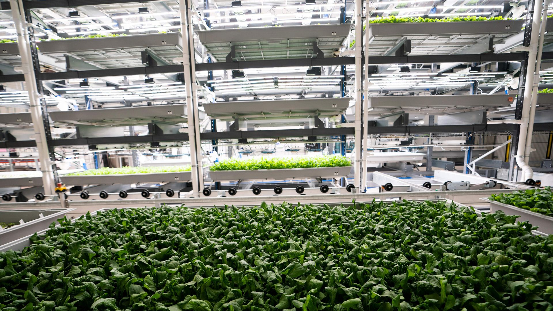 Greens are grown at Bowery Farming, a vertical farm in Kearny, New Jersey.