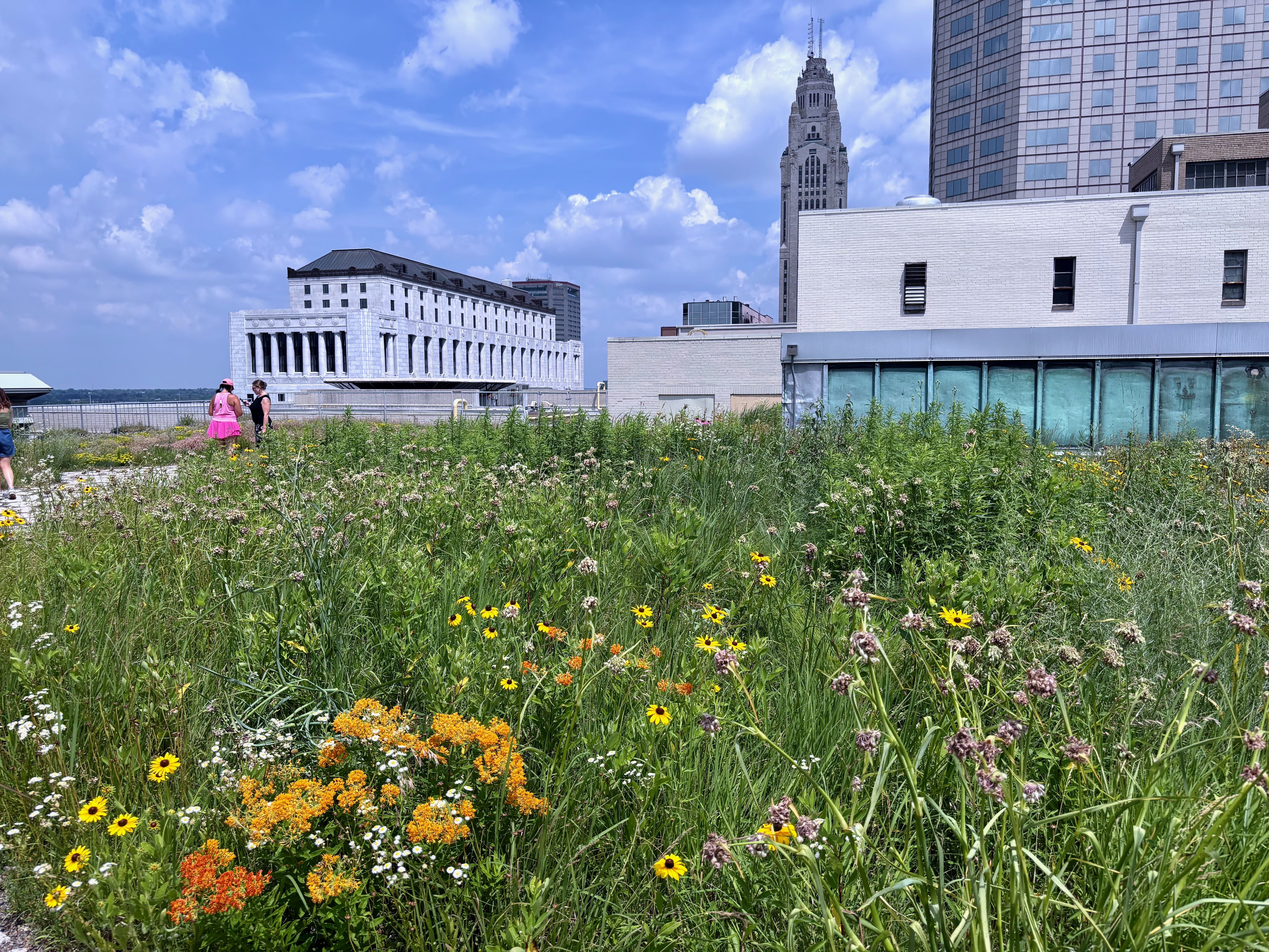 A rooftop garden full of wildflowers, with the Ohio Judicial Center and LeVeque Tower in the background.
