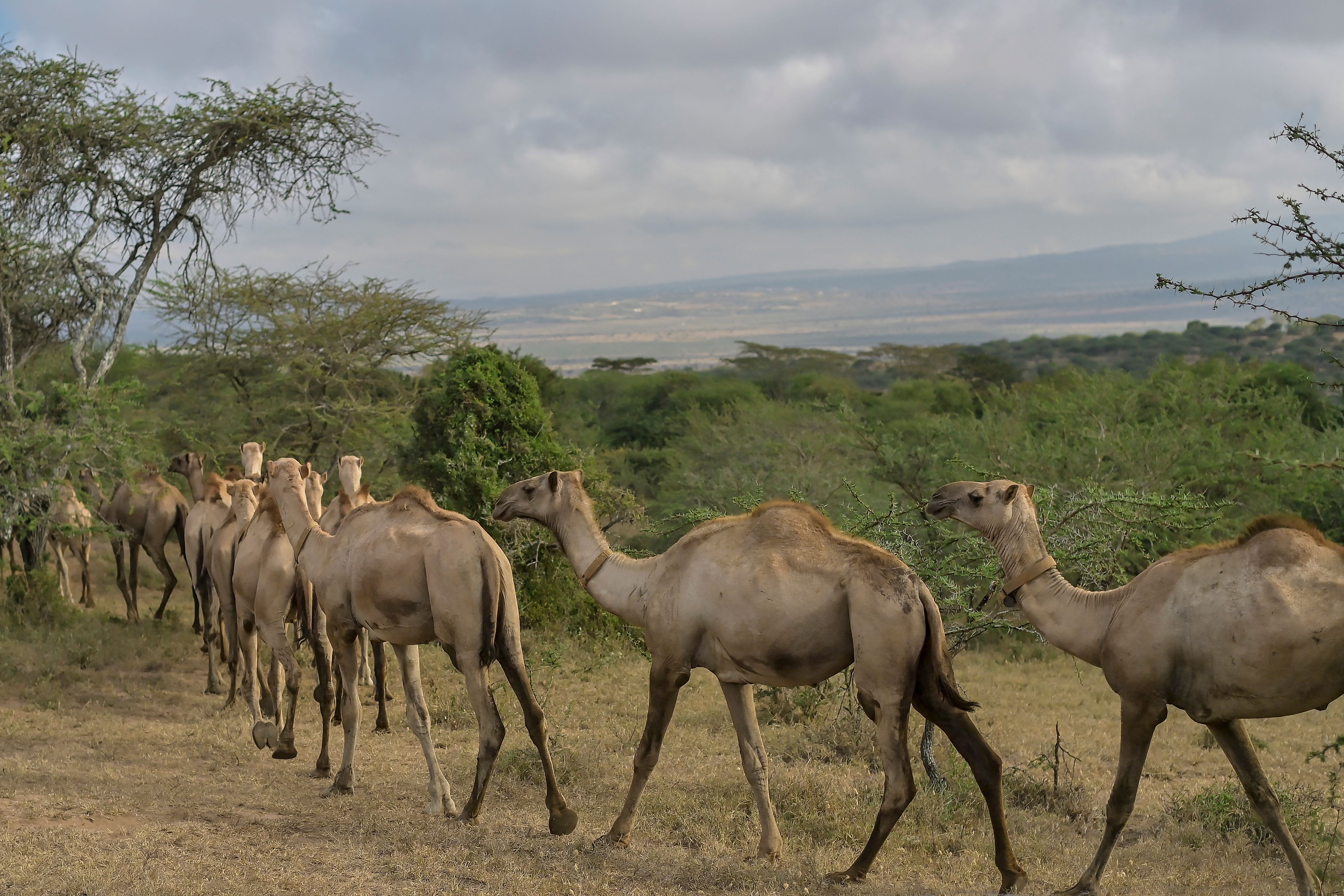 Camels grazing on a ranch at ILRI’s Kapiti plains research station in Kenya.