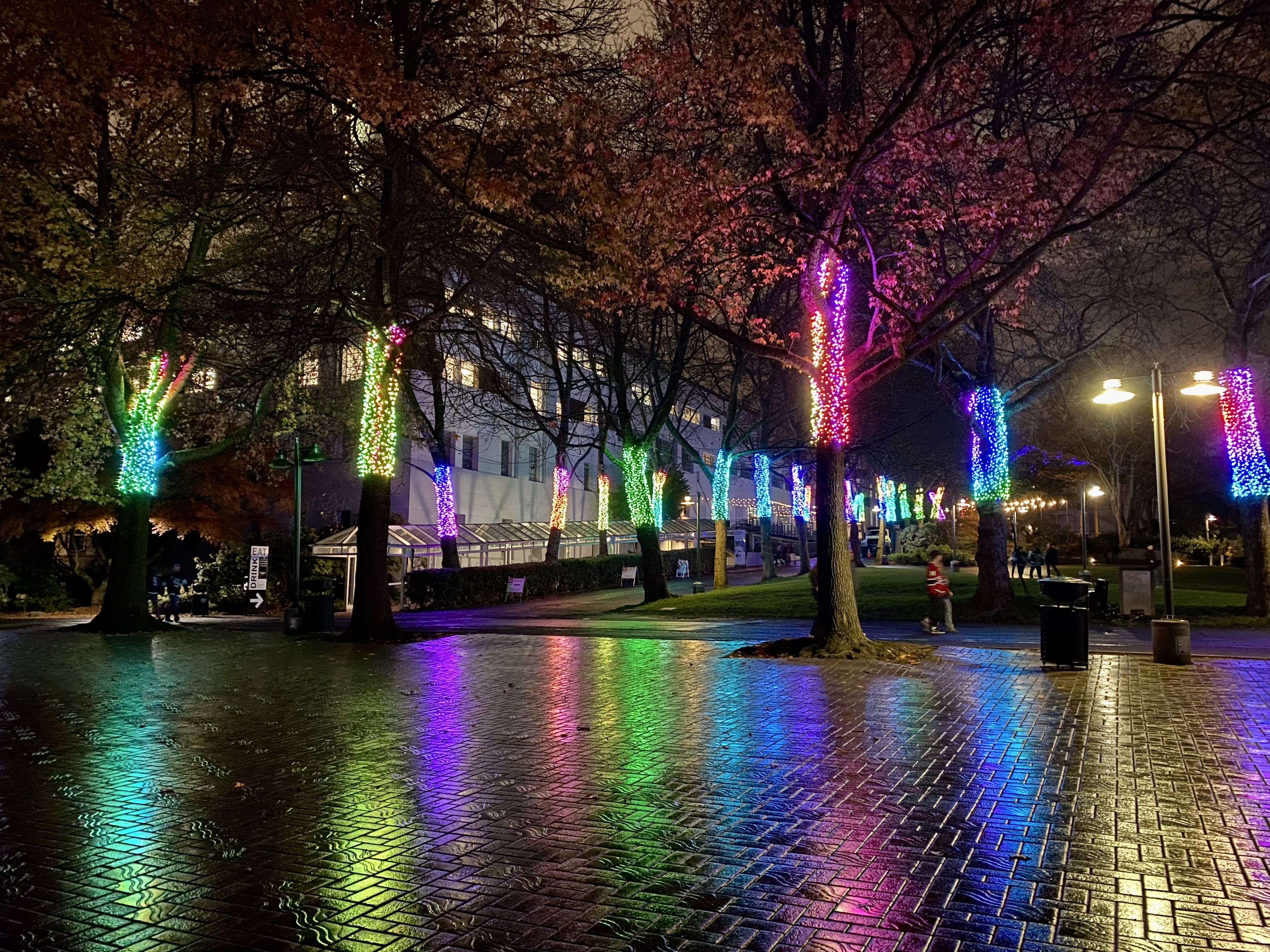 Lights strung around the trunks of Christmas trees shine different colors, with lights reflected on the wet pavement below. 