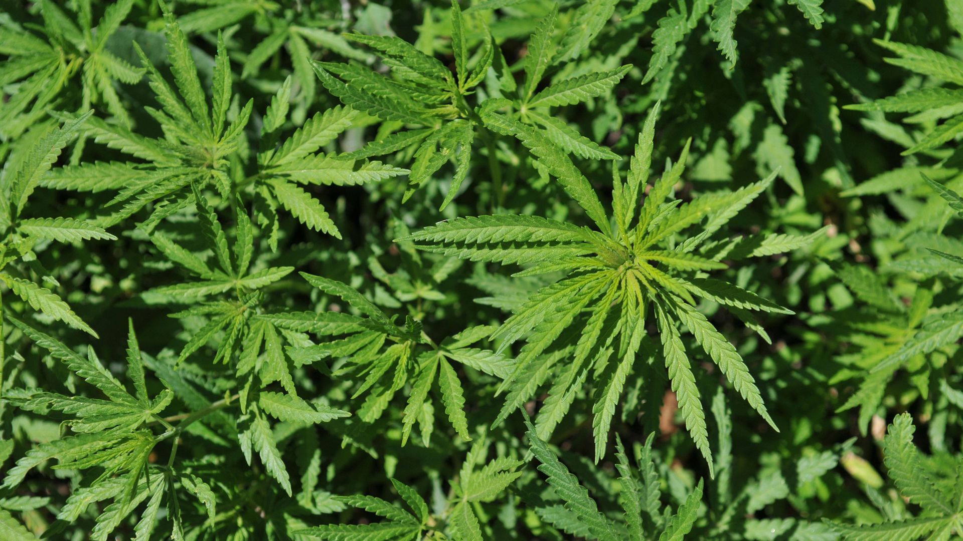 A photo of a wild cannabis plant, or hemp