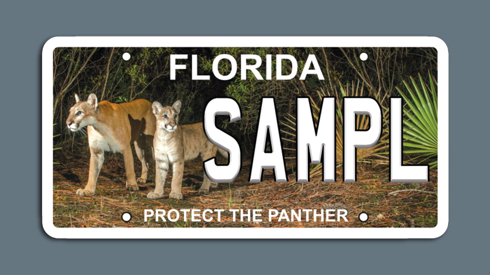New Hope for Florida Panthers