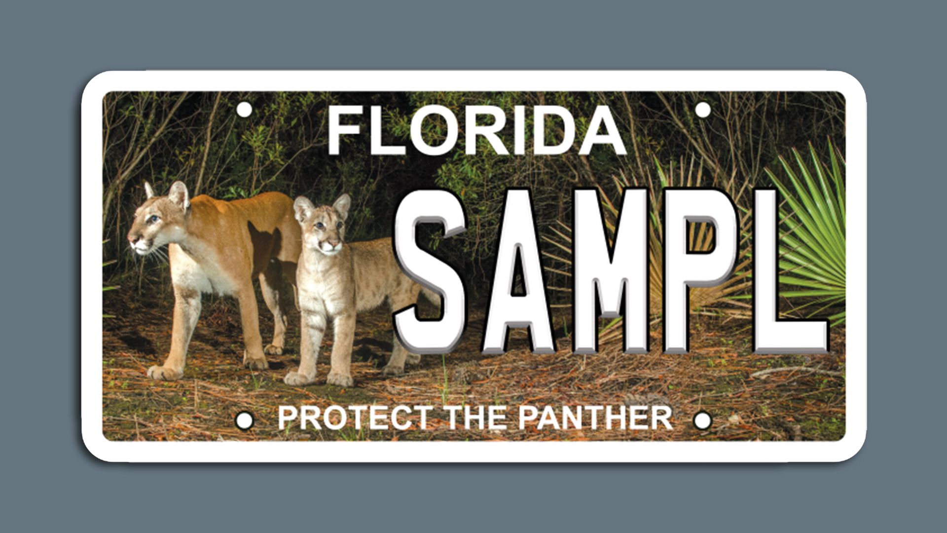 A mama and baby panther are depicted on a license plate that says SAMPL