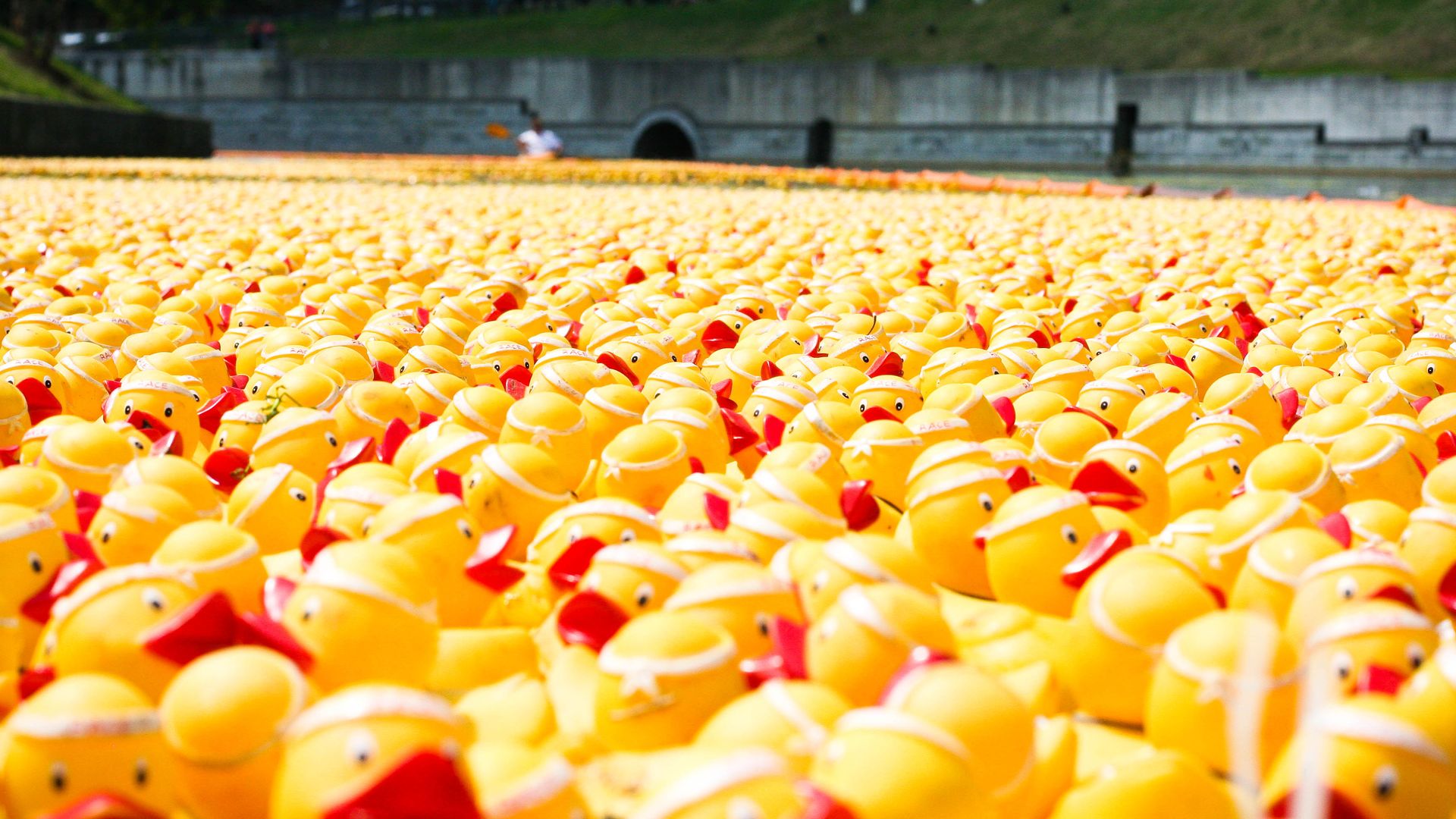 thousands of yellow rubber ducks in the river
