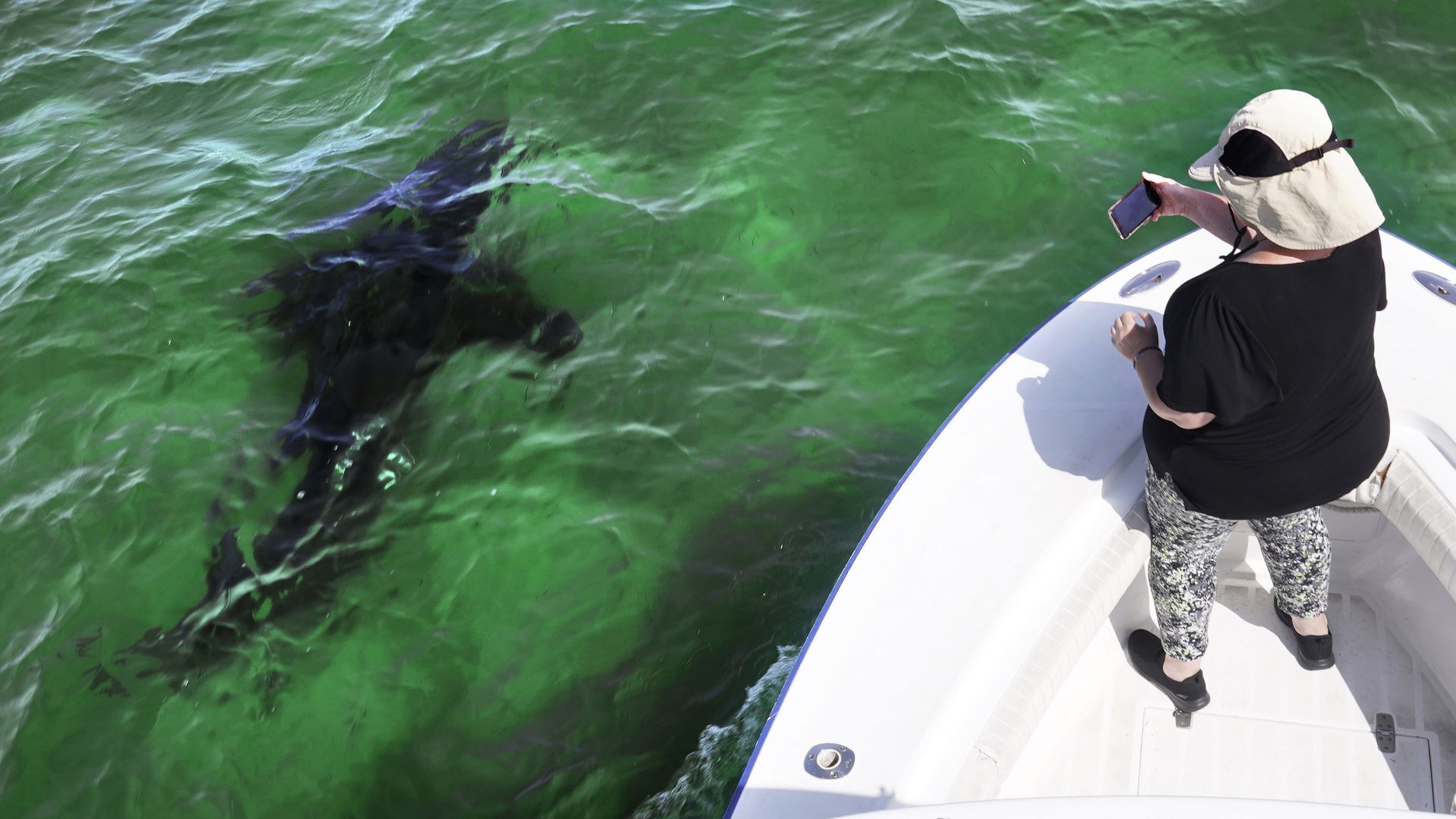 A woman in a boat taking a picture of a shark under the water.