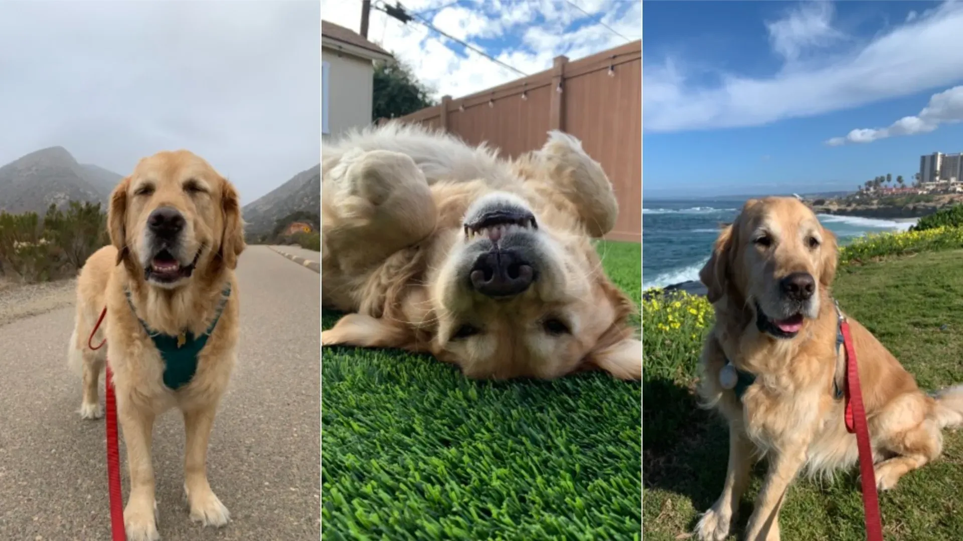 Triptych of a Golden Retriever on three backdrops: left on a road with mountains and a teal bandana; center an upside-down close-up of the dog's face; right by the coast with blue sky and ocean.