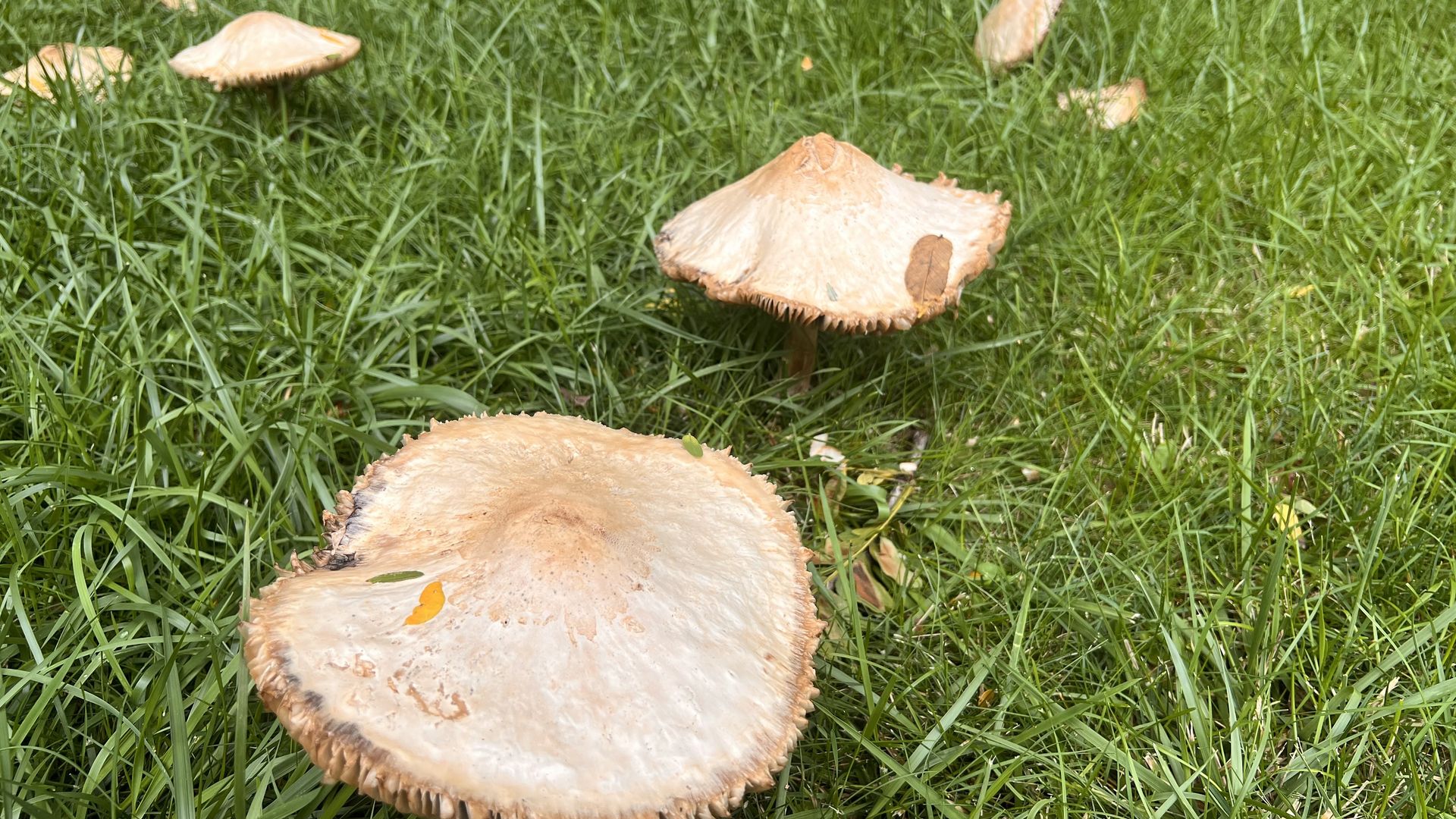 Several light brown mushrooms with broad, curved caps growing in tall green grass; a grassy field scene with multiple mushrooms scattered across the lawn.